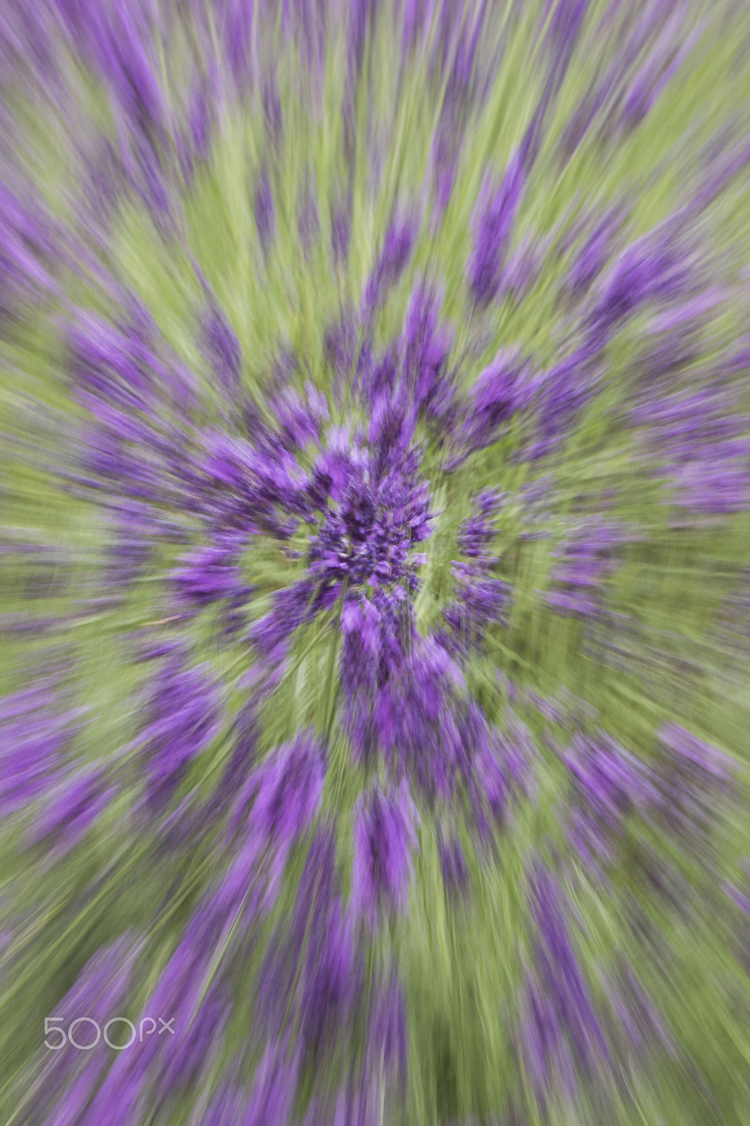Canon EF-S 55-250mm F4-5.6 IS sample photo. Zoon burst in the lavender photography