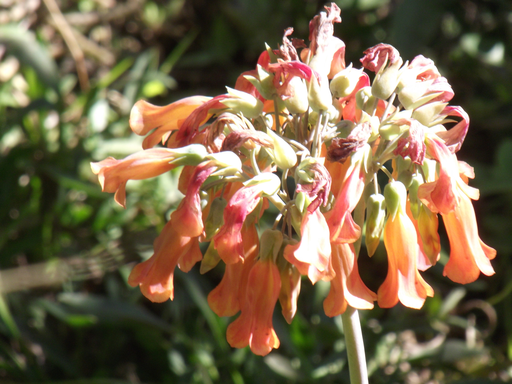 Fujifilm FinePix S2850HD sample photo. Flowers in bell shape photography