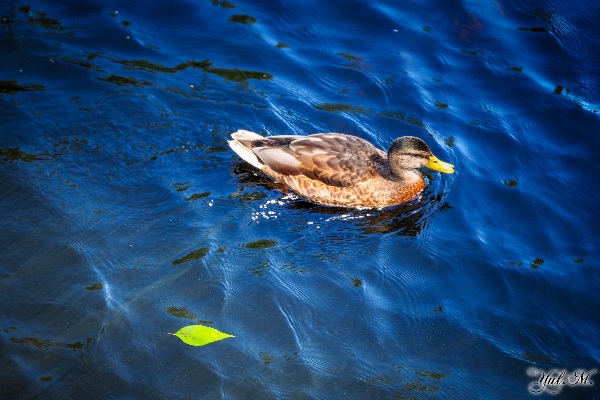 Panasonic Lumix G X Vario 35-100mm F2.8 OIS sample photo. Olympus digital camera photography