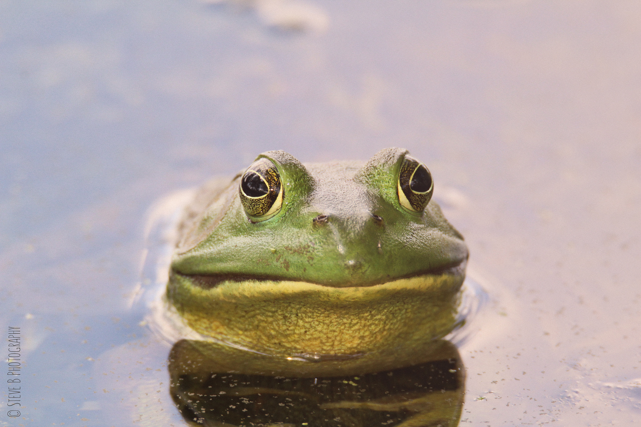 Tamron SP 150-600mm F5-6.3 Di VC USD sample photo. Bullfrog photography