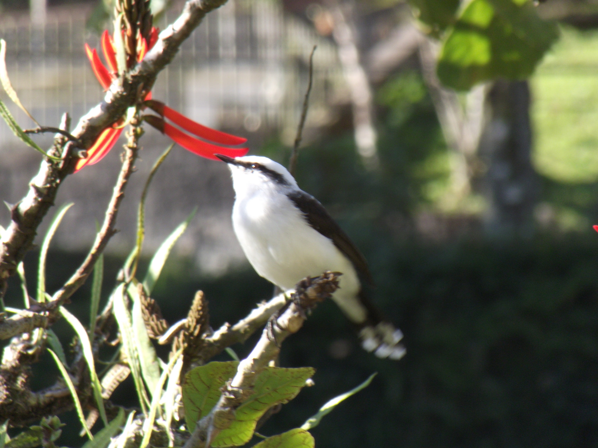 Fujifilm FinePix S2850HD sample photo. Gorgeous bird photography