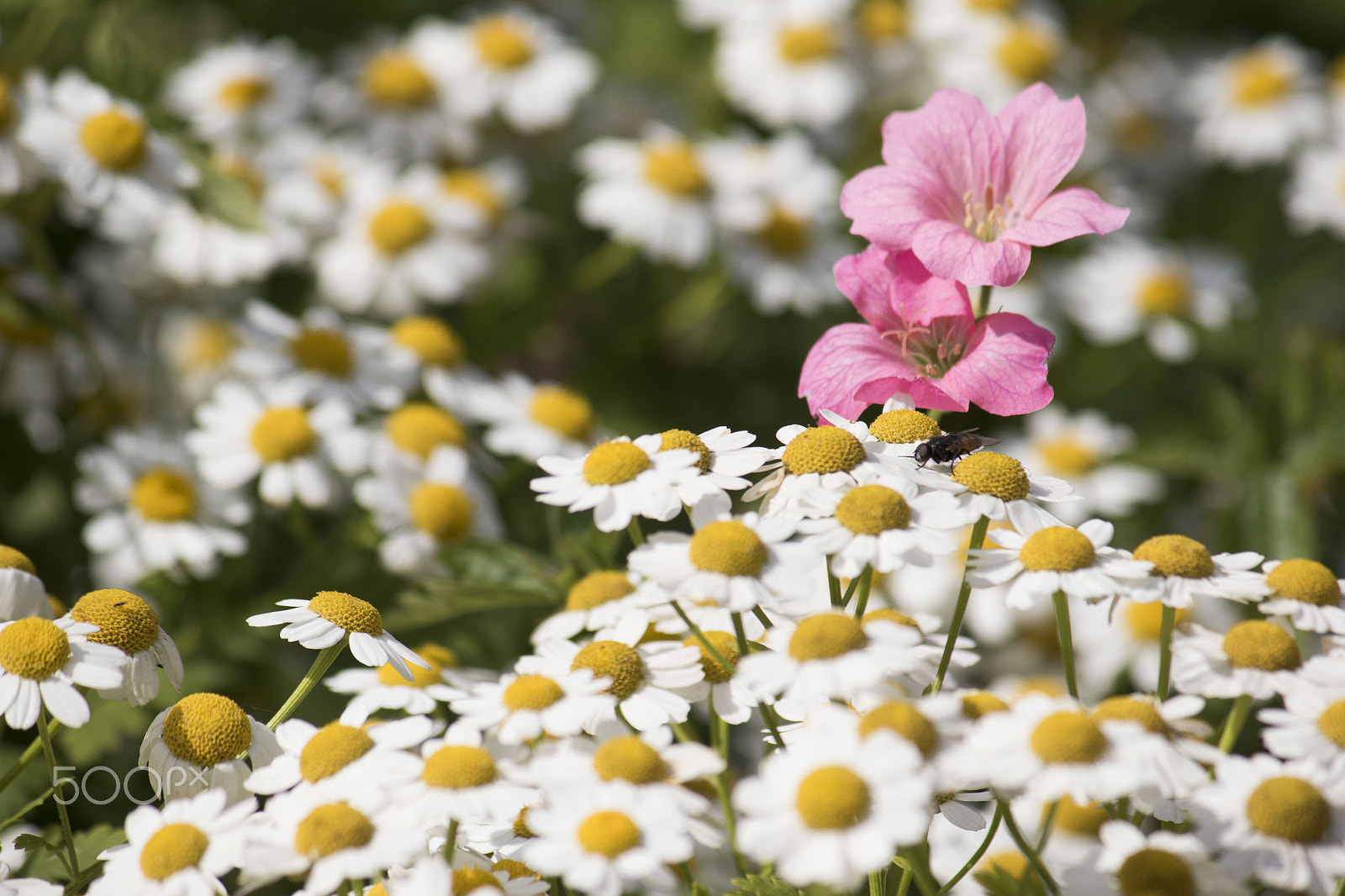 Canon EF-S 55-250mm F4-5.6 IS sample photo. Pink flowers and fly among the daisies photography