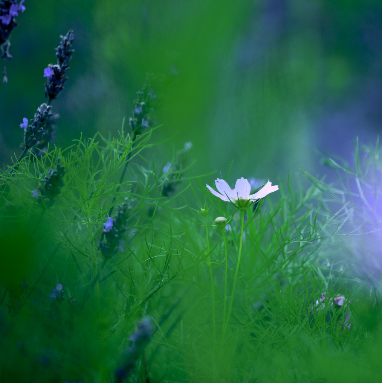 Canon EF 180mm F3.5L Macro USM sample photo. Cosmos photography