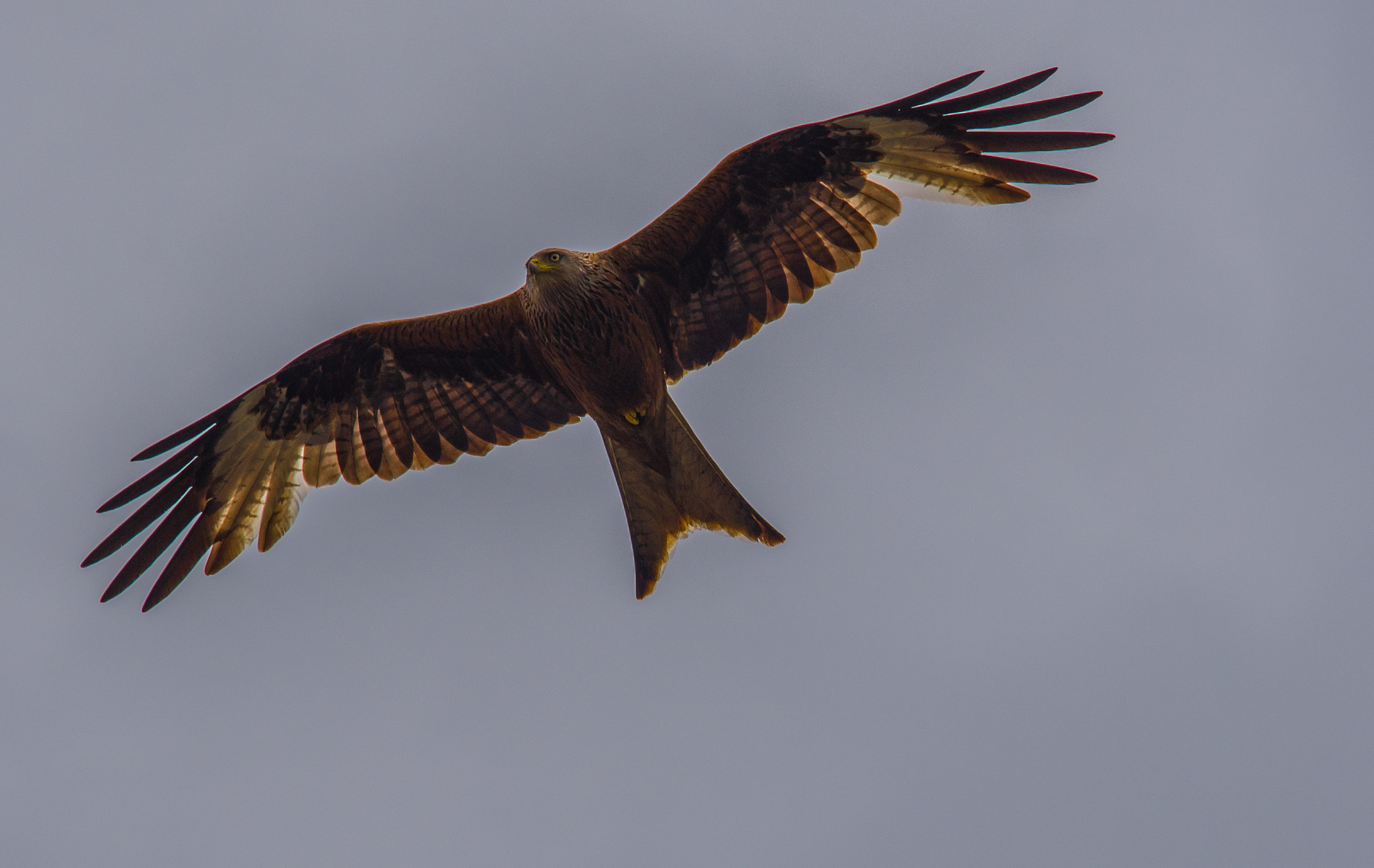 Sigma 70-200mm F2.8 EX DG Macro HSM II sample photo. Red kite photography