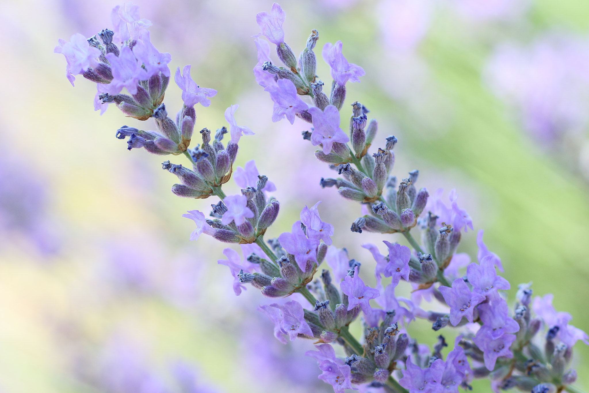Canon EF 35-80mm f/4-5.6 sample photo. Glow of lavender photography