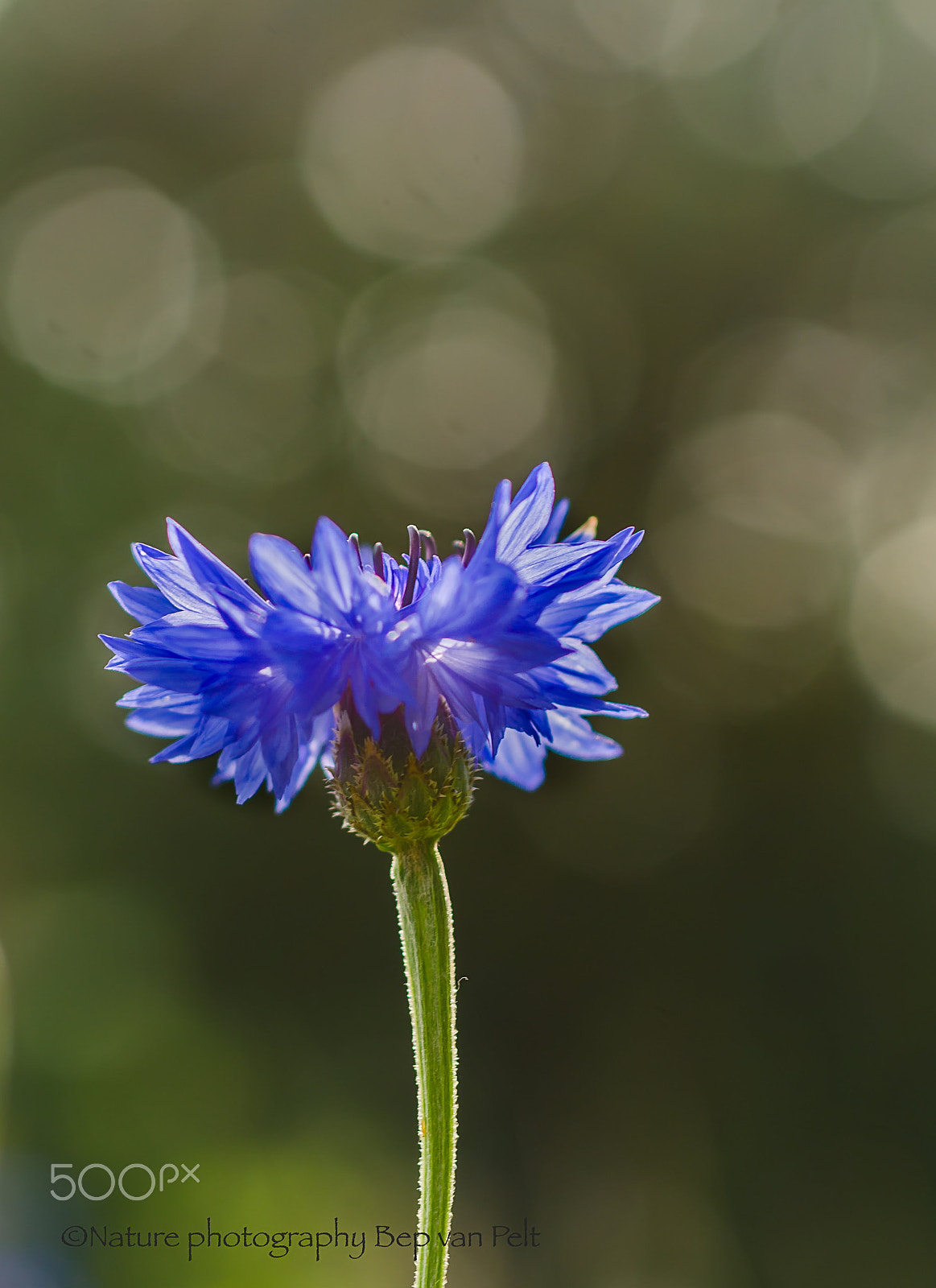 Nikon D7000 + Sigma 50mm F2.8 EX DG Macro sample photo. Cornflower photography