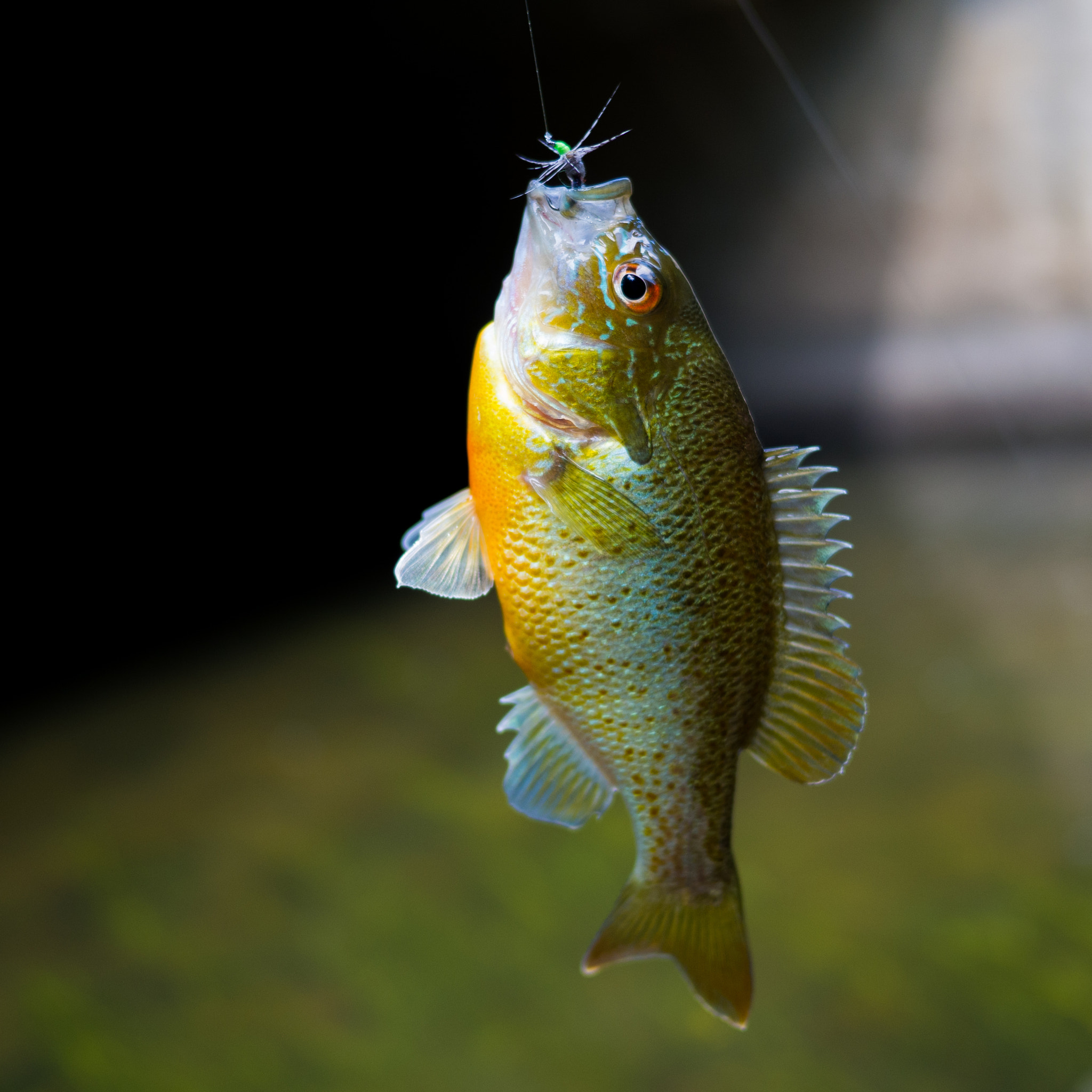 Olympus OM-D E-M10 + Panasonic Lumix G 20mm F1.7 ASPH sample photo. Red breasted sunfish photography