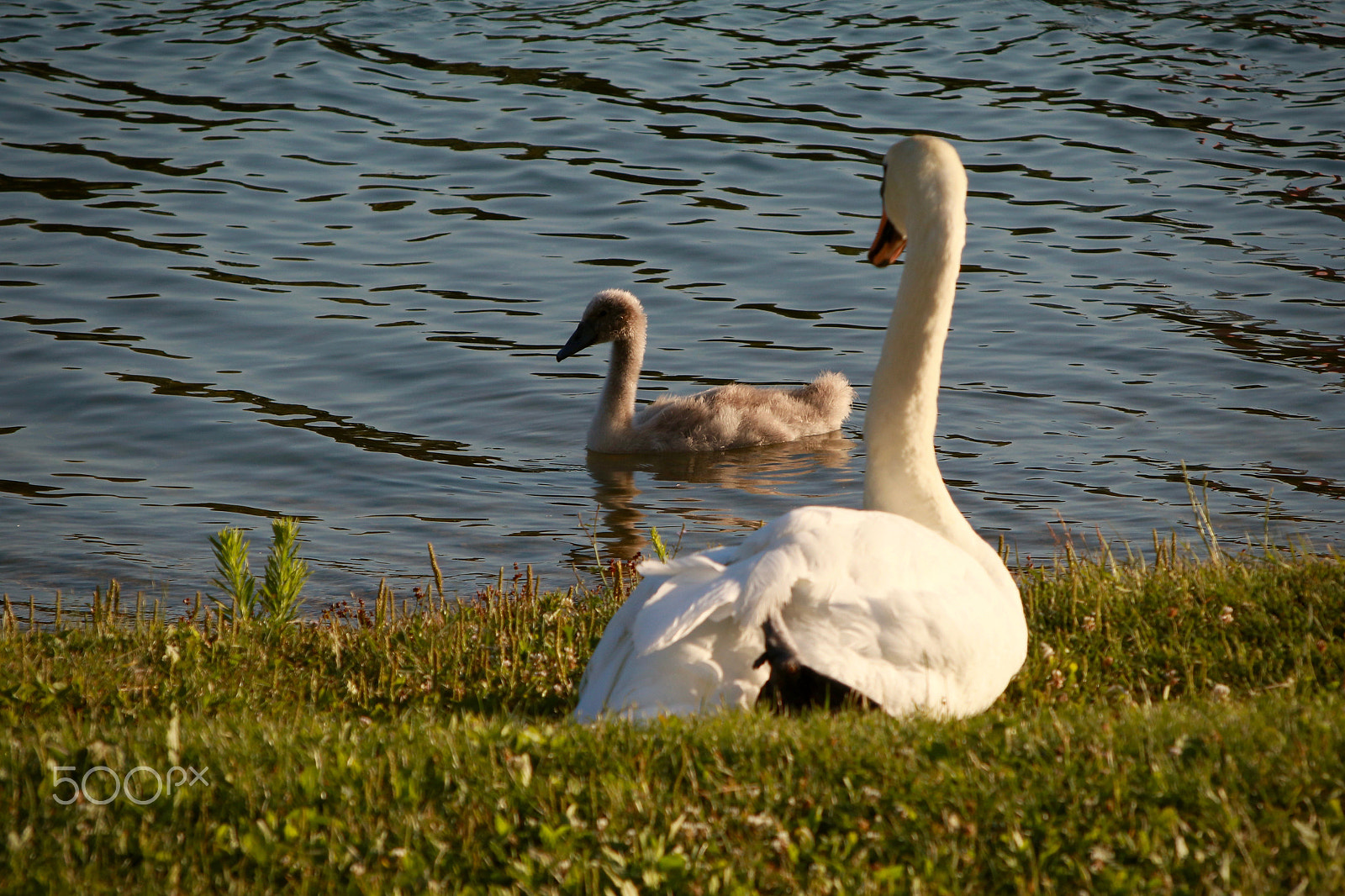 Sigma 50-200mm F4-5.6 DC OS HSM sample photo. Swan photography