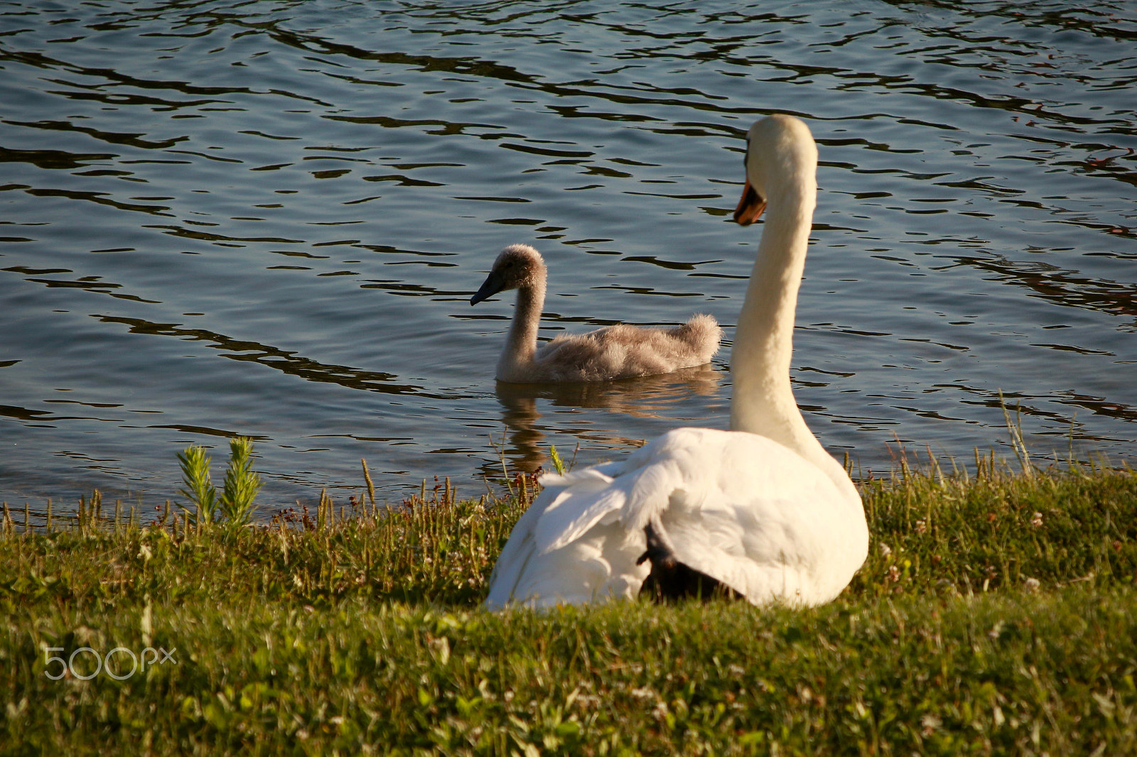 Canon EOS 80D + Sigma 50-200mm F4-5.6 DC OS HSM sample photo. Swan photography