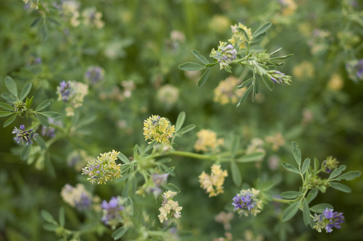 Nikon D90 + Nikon AF-S Nikkor 28mm F1.8G sample photo. Alfalfa blooming photography