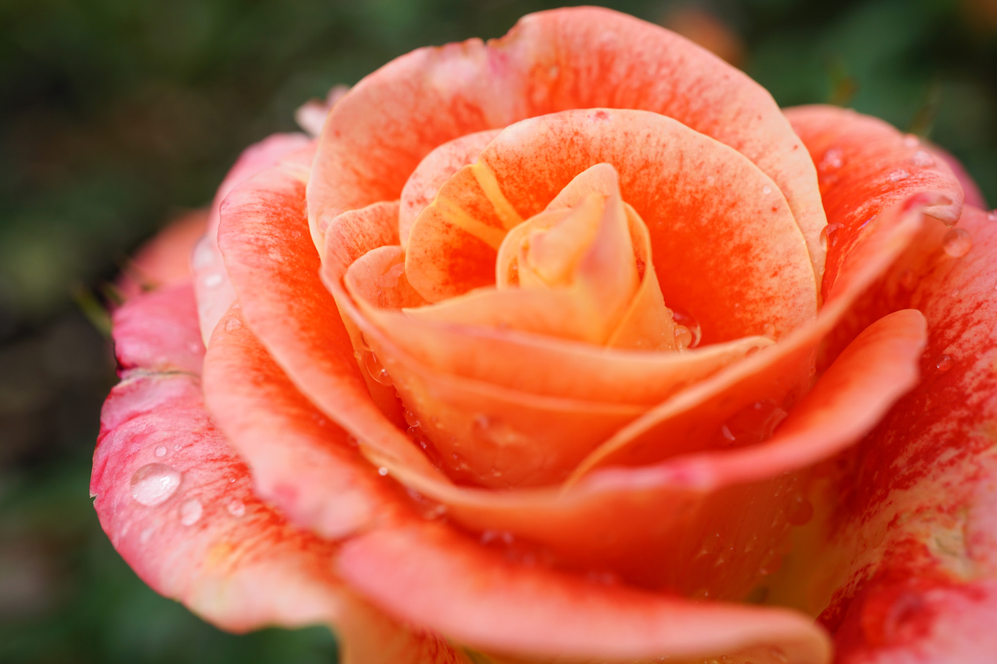 Sony a5100 + Sony E 30mm F3.5 Macro sample photo. Rose photography