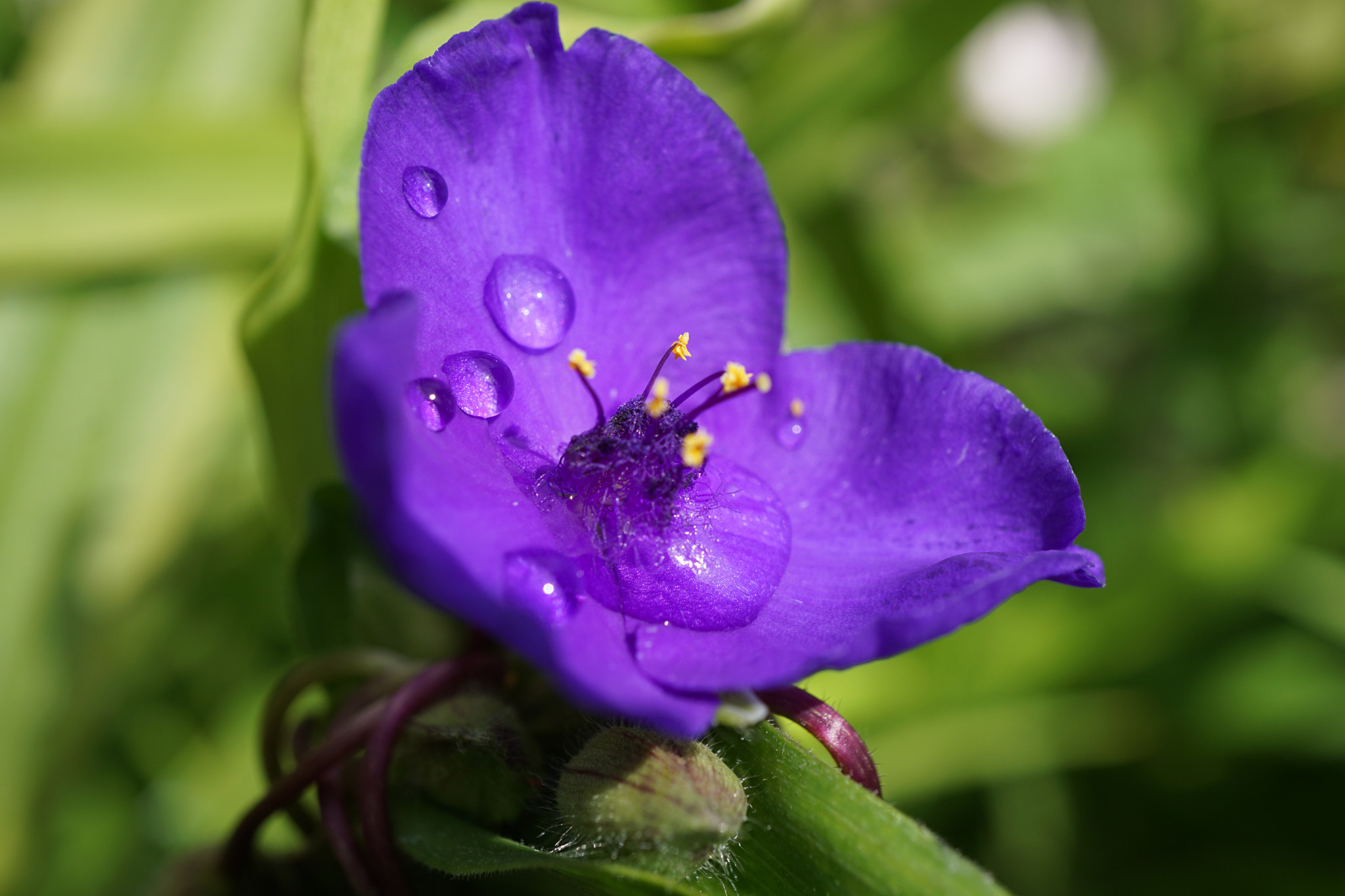 Sony E 30mm F3.5 Macro sample photo. Purple photography