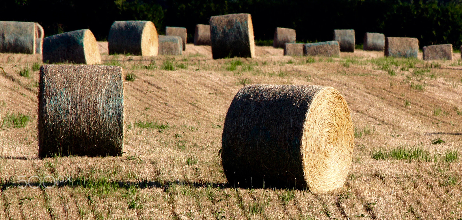 Canon EF 70-300mm F4-5.6 IS USM sample photo. Wheat fields photography