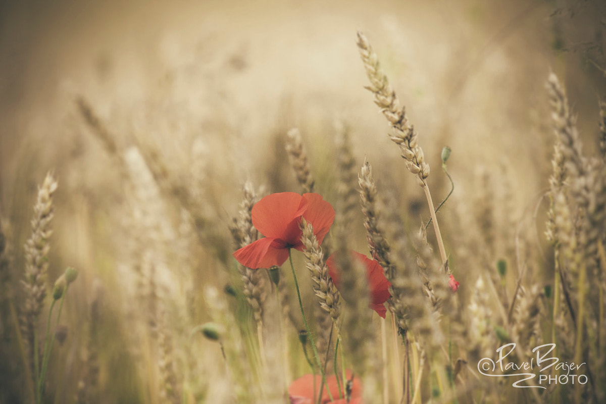 Canon EF 70-200mm F2.8L USM sample photo. In the fields photography