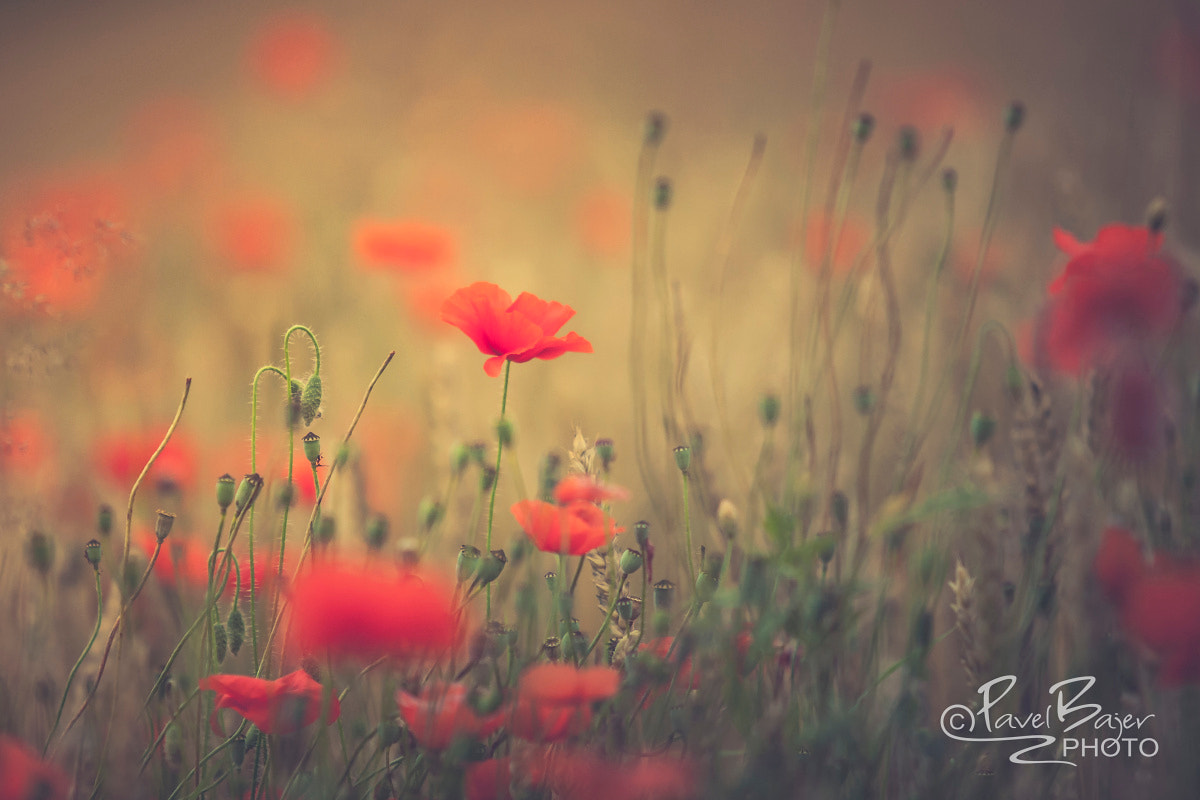 Canon EF 70-200mm F2.8L USM sample photo. In the fields photography
