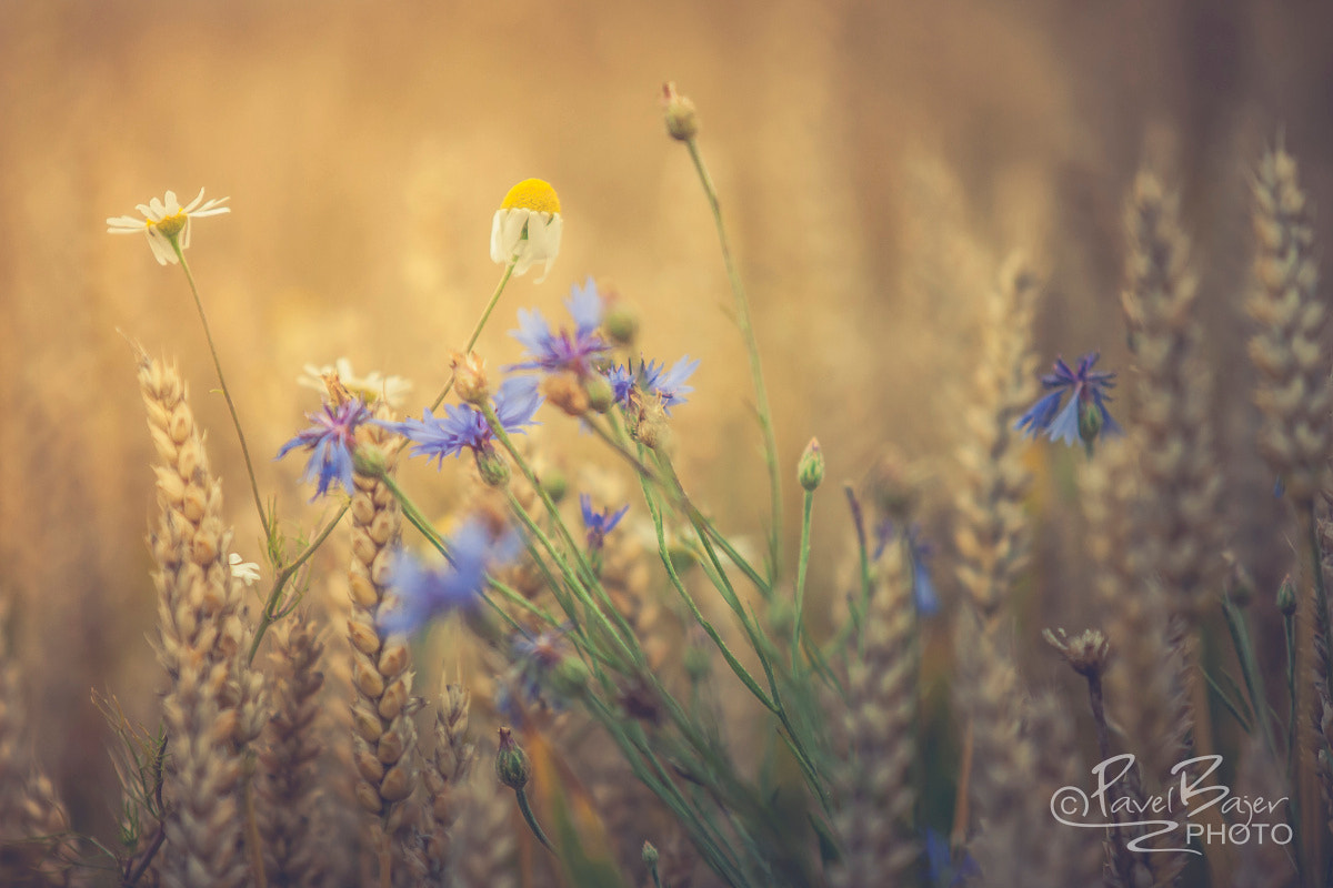 Canon EF 70-200mm F2.8L USM sample photo. In the fields photography