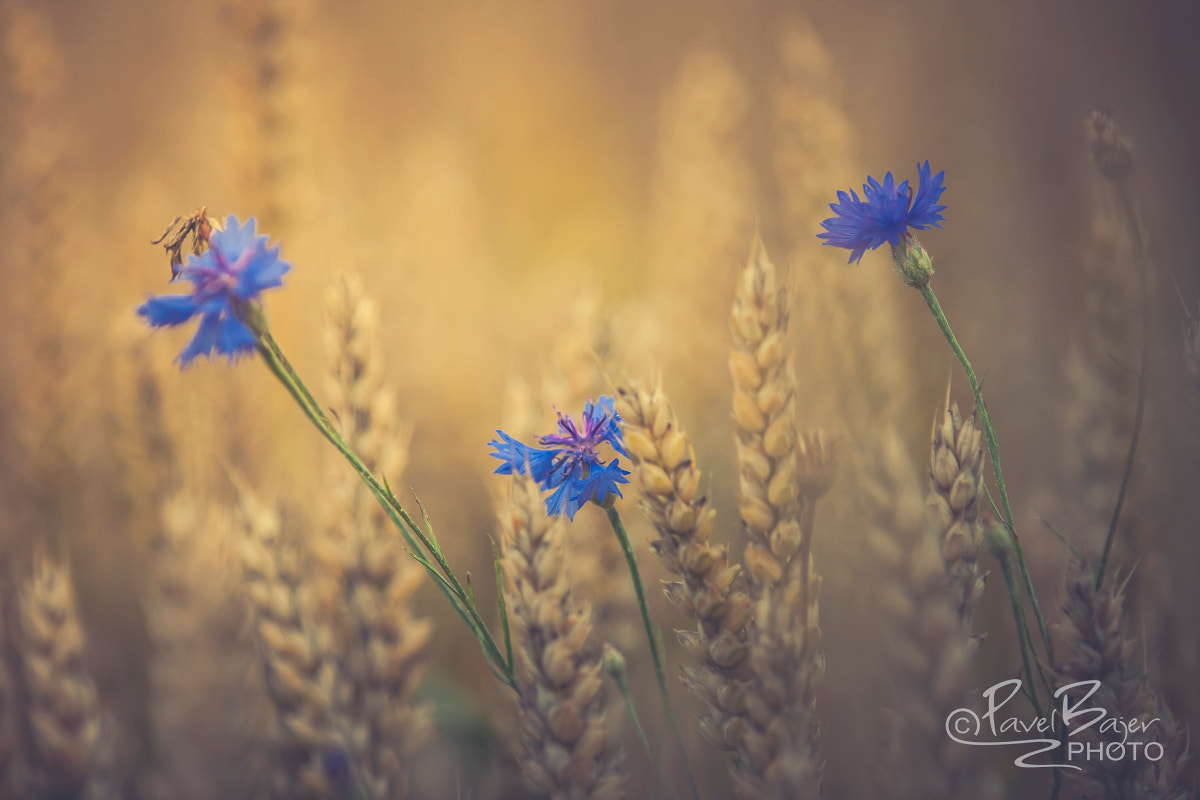 Canon EF 70-200mm F2.8L USM sample photo. In the fields photography