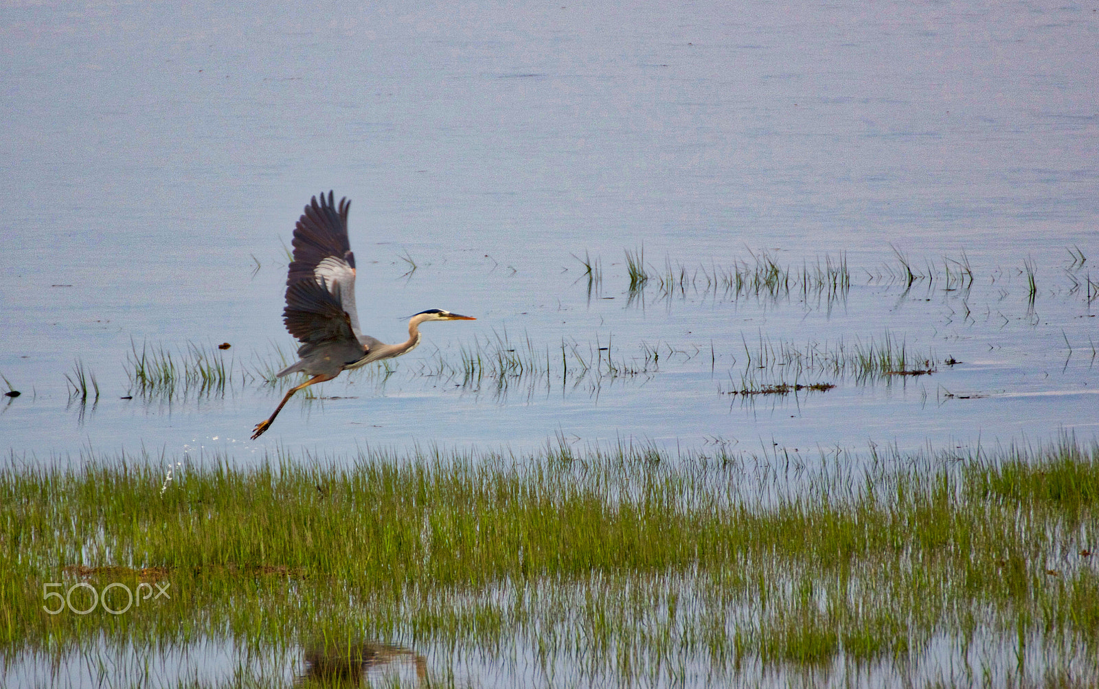 Canon EOS 550D (EOS Rebel T2i / EOS Kiss X4) sample photo. Birds photography