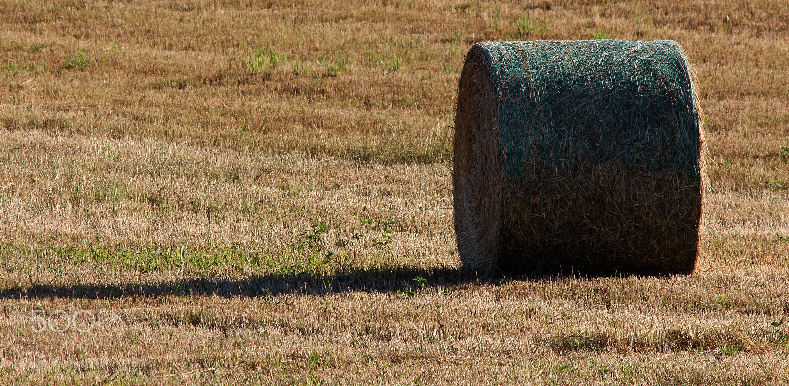 Canon EF 70-300mm F4-5.6 IS USM sample photo. Wheat fields photography