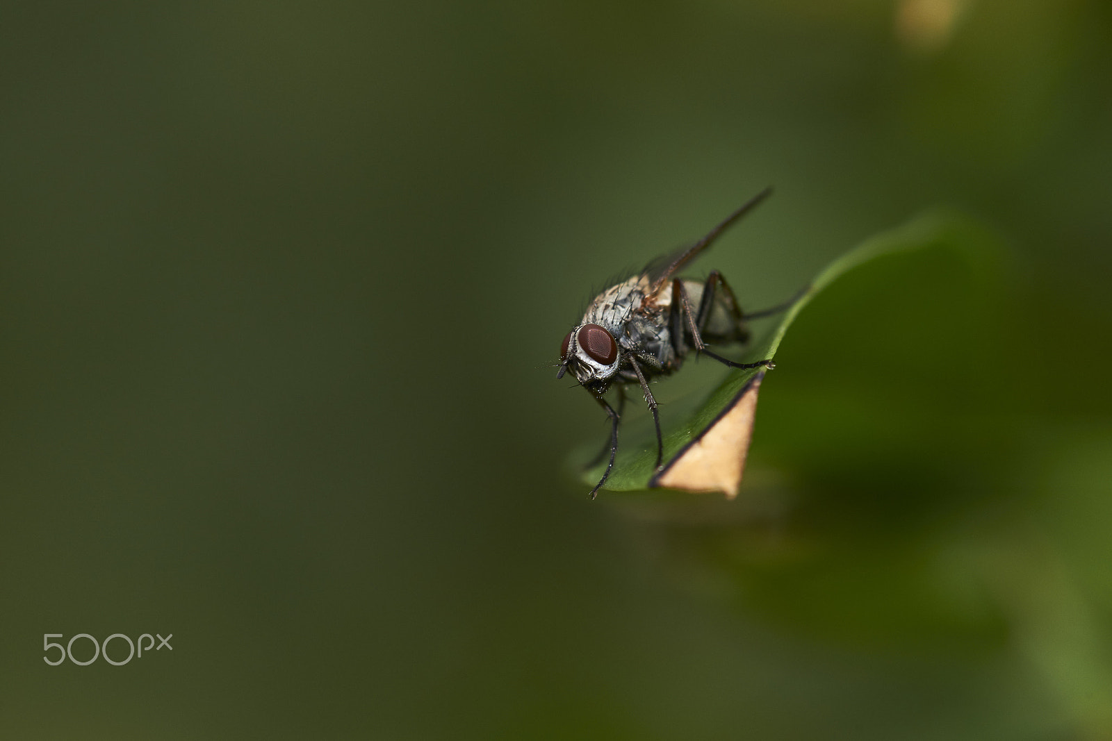 Sony a99 II + Tamron SP AF 90mm F2.8 Di Macro sample photo. Fly on a leaf photography