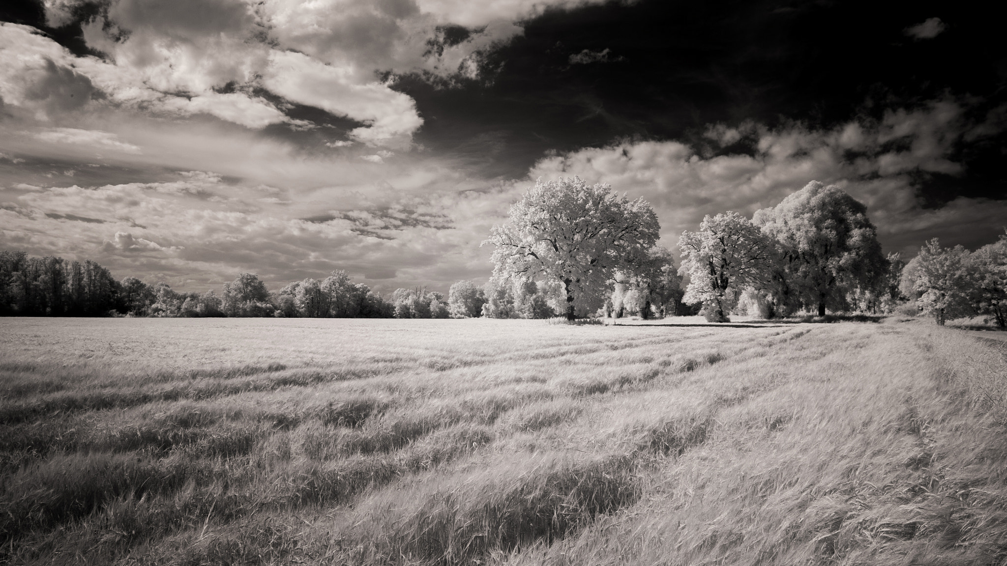 Canon EF 24-70mm F2.8L II USM sample photo. Ir cornfield photography