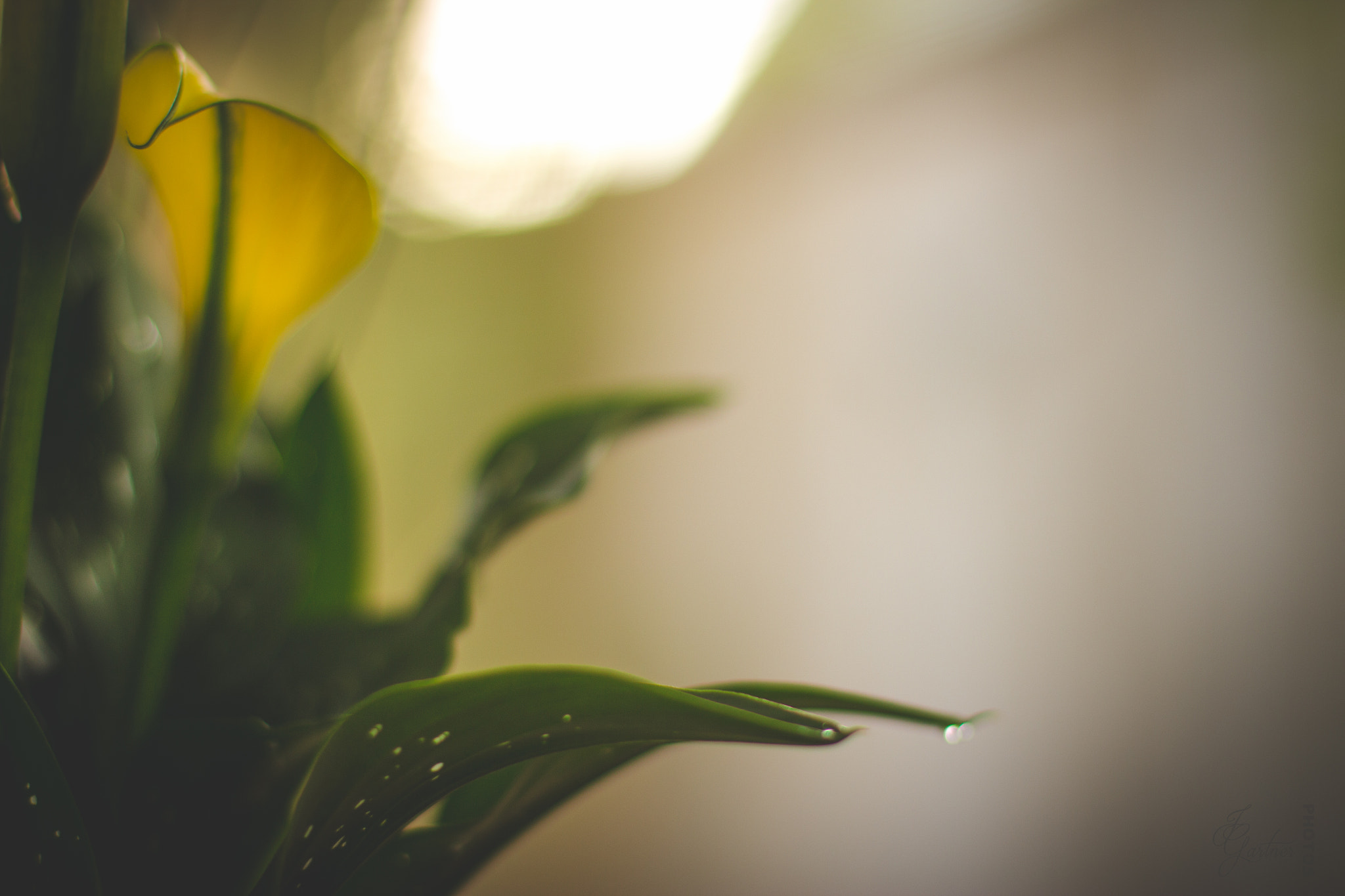 Canon EOS 650D (EOS Rebel T4i / EOS Kiss X6i) sample photo. Glorious calla photography