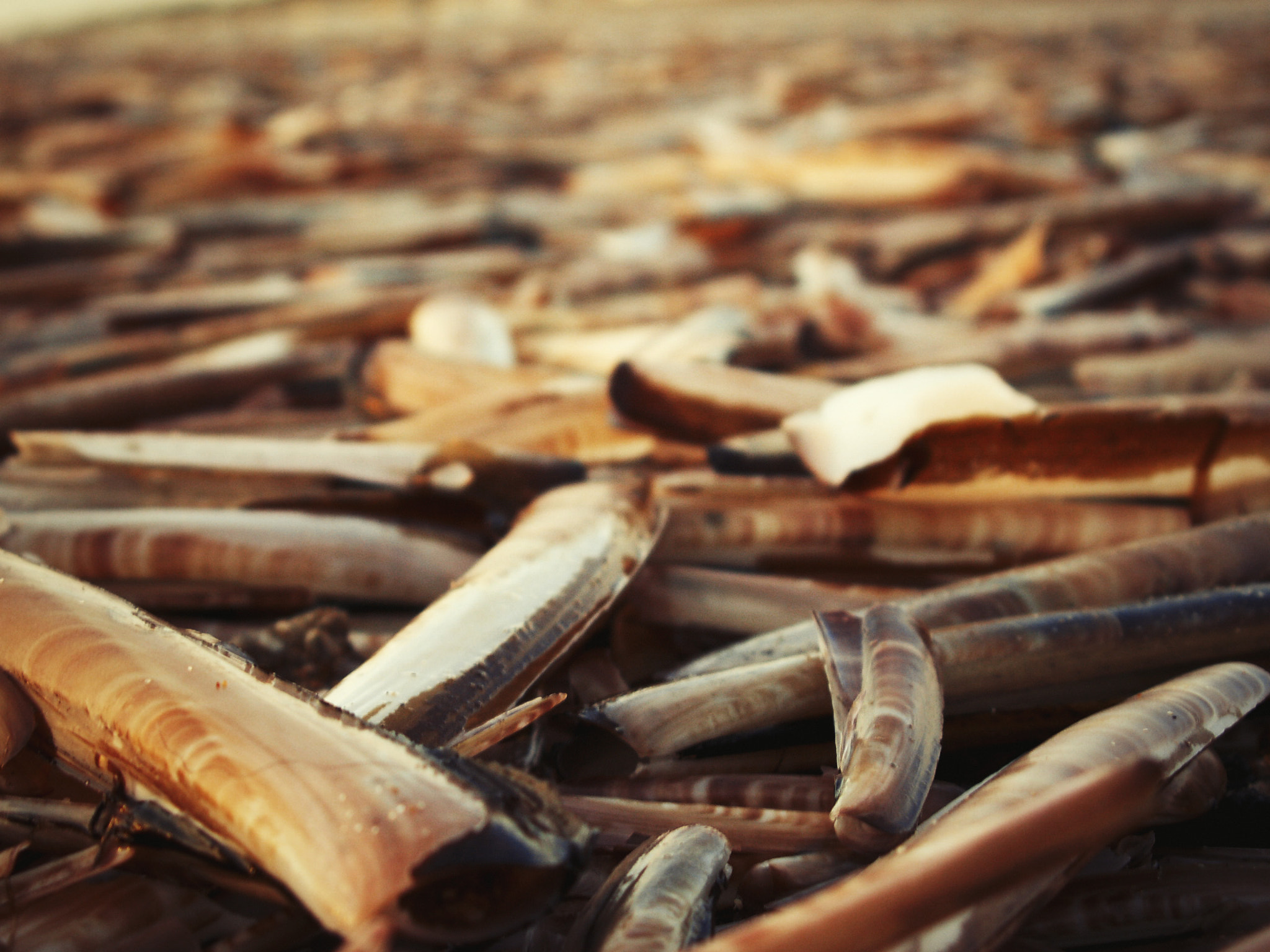 KONICA MINOLTA DiMAGE Z5 sample photo. Shells on the beach photography