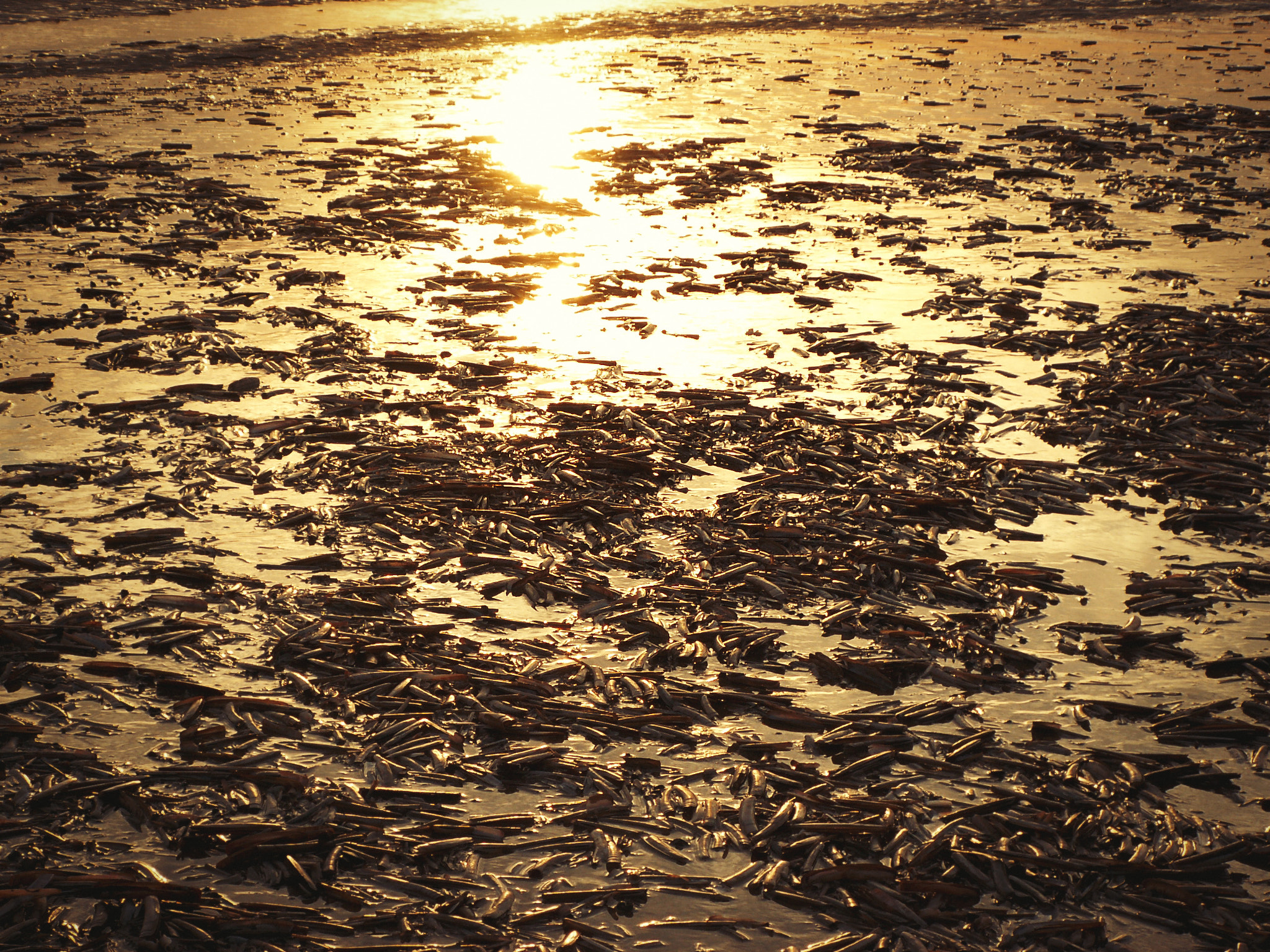 KONICA MINOLTA DiMAGE Z5 sample photo. Shells on the beach photography