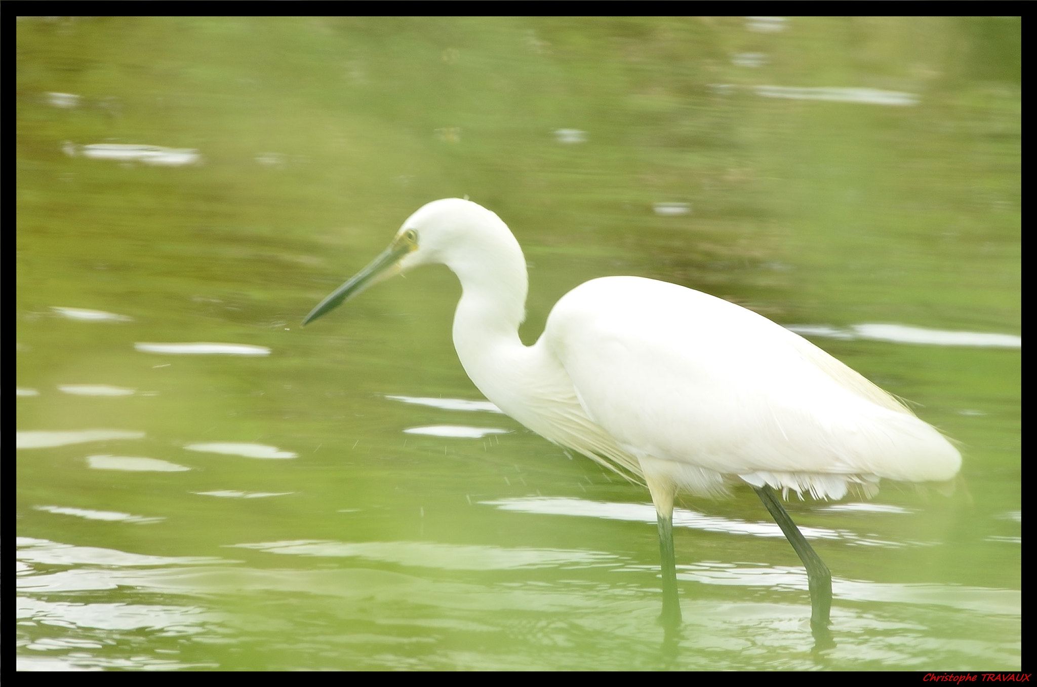 Sigma 150-600mm F5-6.3 DG OS HSM | C sample photo. Gf photography