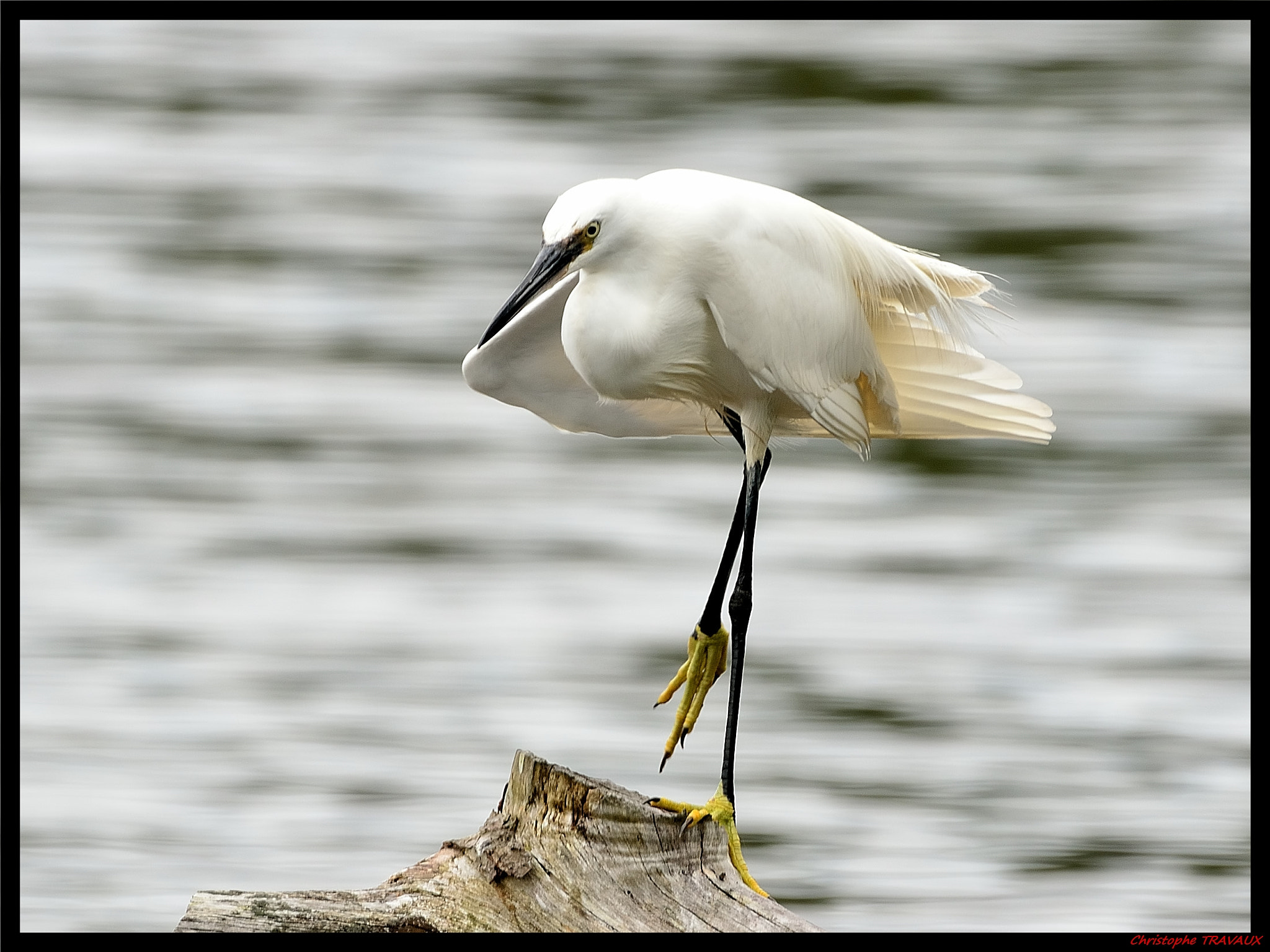 Sigma 150-600mm F5-6.3 DG OS HSM | C sample photo. Gf photography