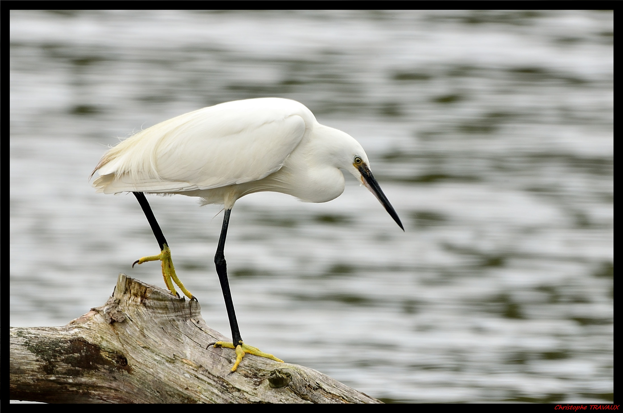 Sigma 150-600mm F5-6.3 DG OS HSM | C sample photo. Gf photography