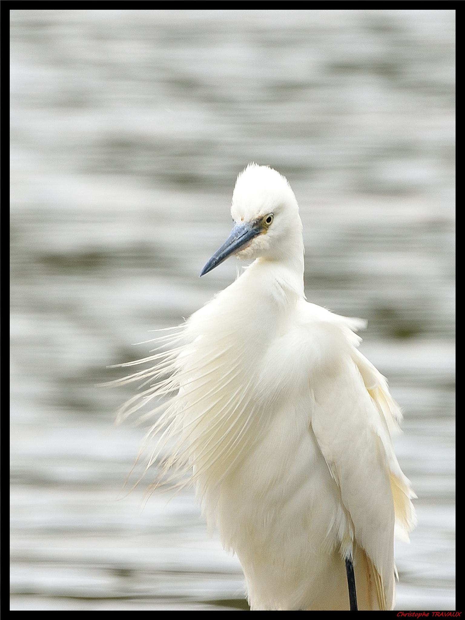 Sigma 150-600mm F5-6.3 DG OS HSM | C sample photo. Gf photography