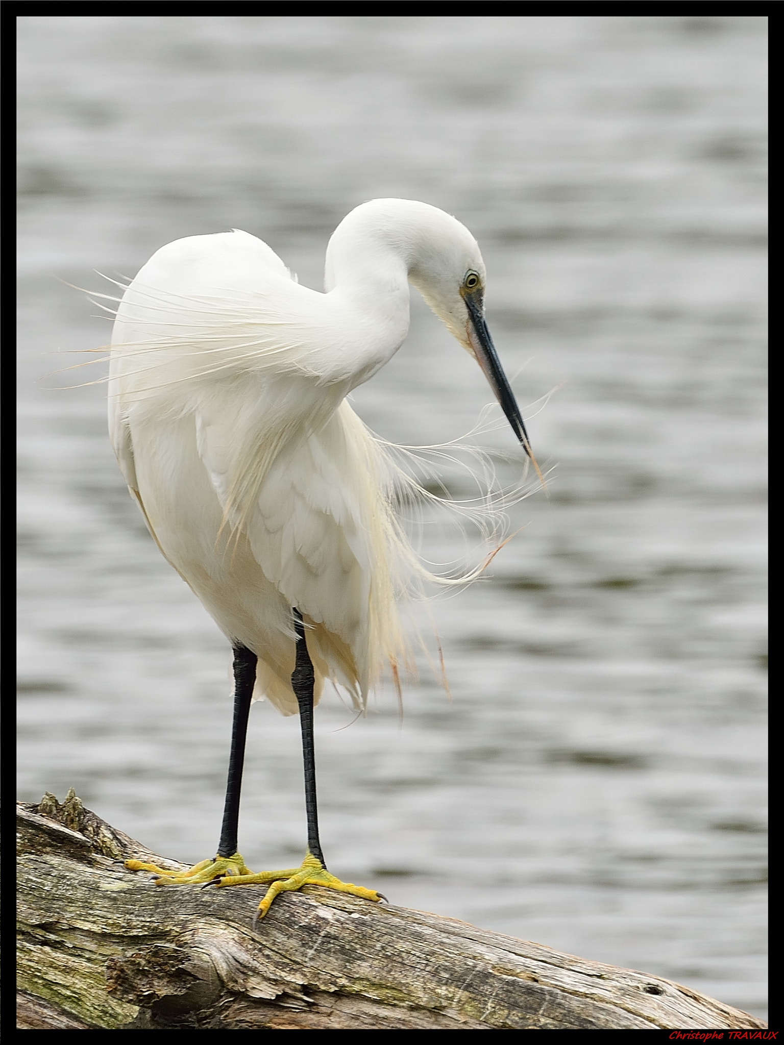 Sigma 150-600mm F5-6.3 DG OS HSM | C sample photo. Gf photography