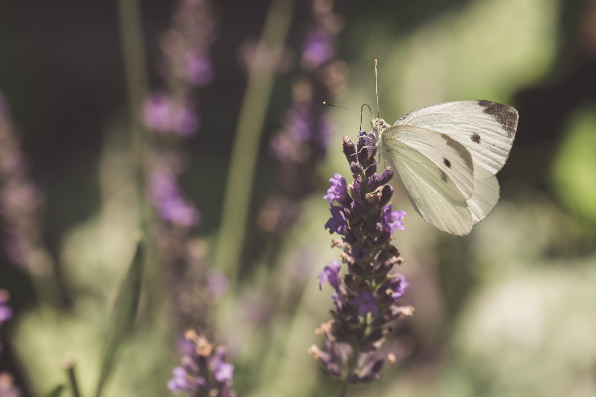Canon EF 100mm F2.8 Macro USM sample photo. Butterfly of summer photography