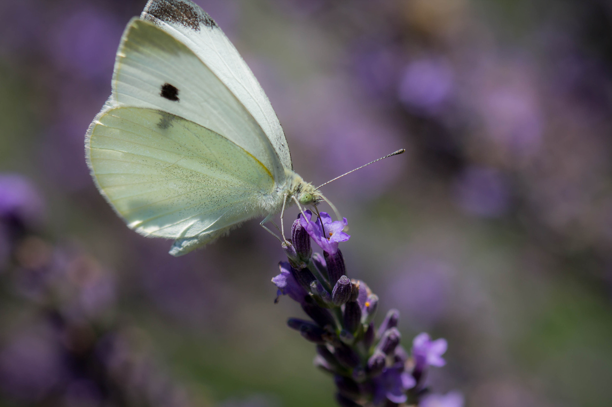 Canon EF 100mm F2.8 Macro USM sample photo. Butterfly of summer photography