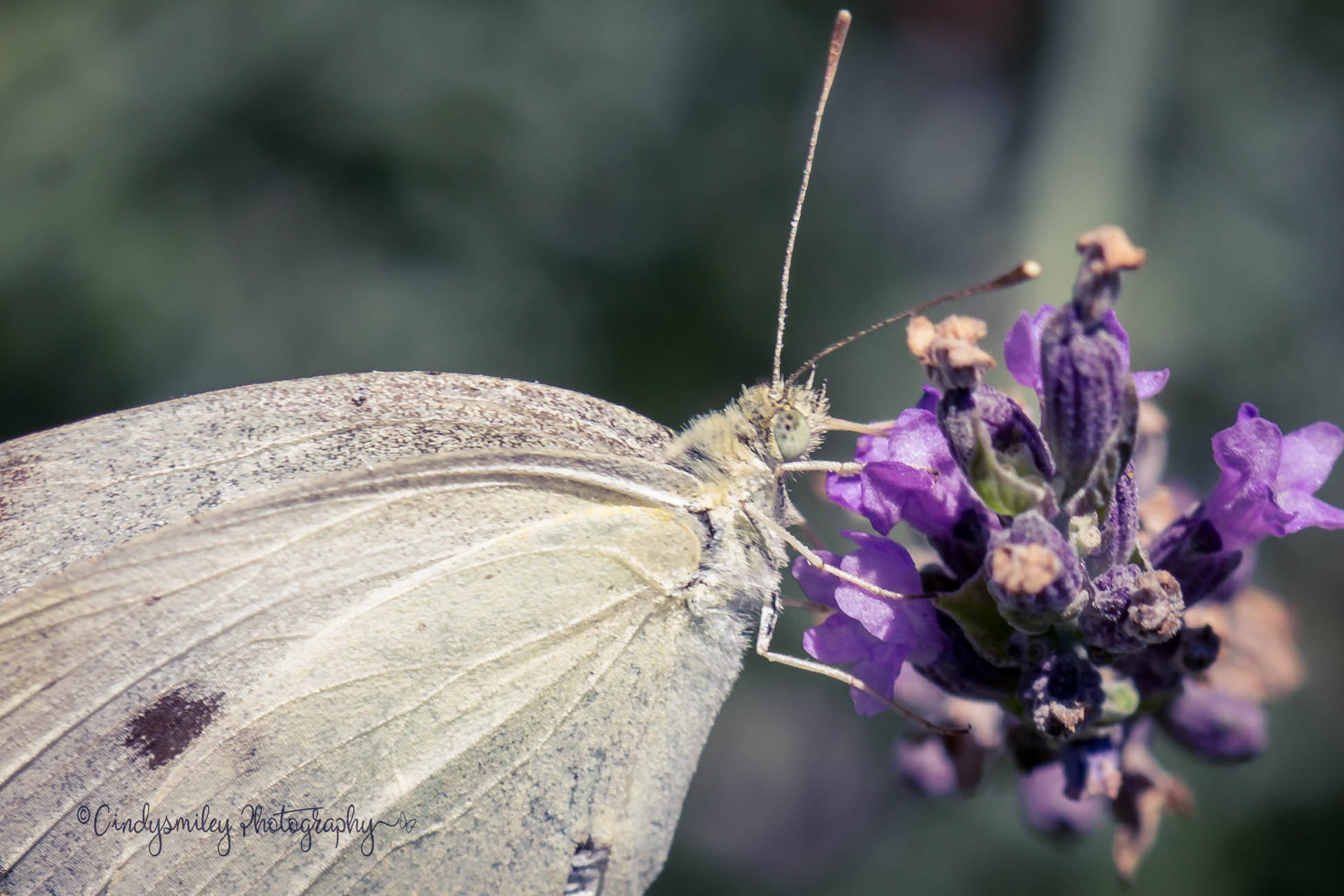 Canon EF 100mm F2.8 Macro USM sample photo. Butterfly of summer photography