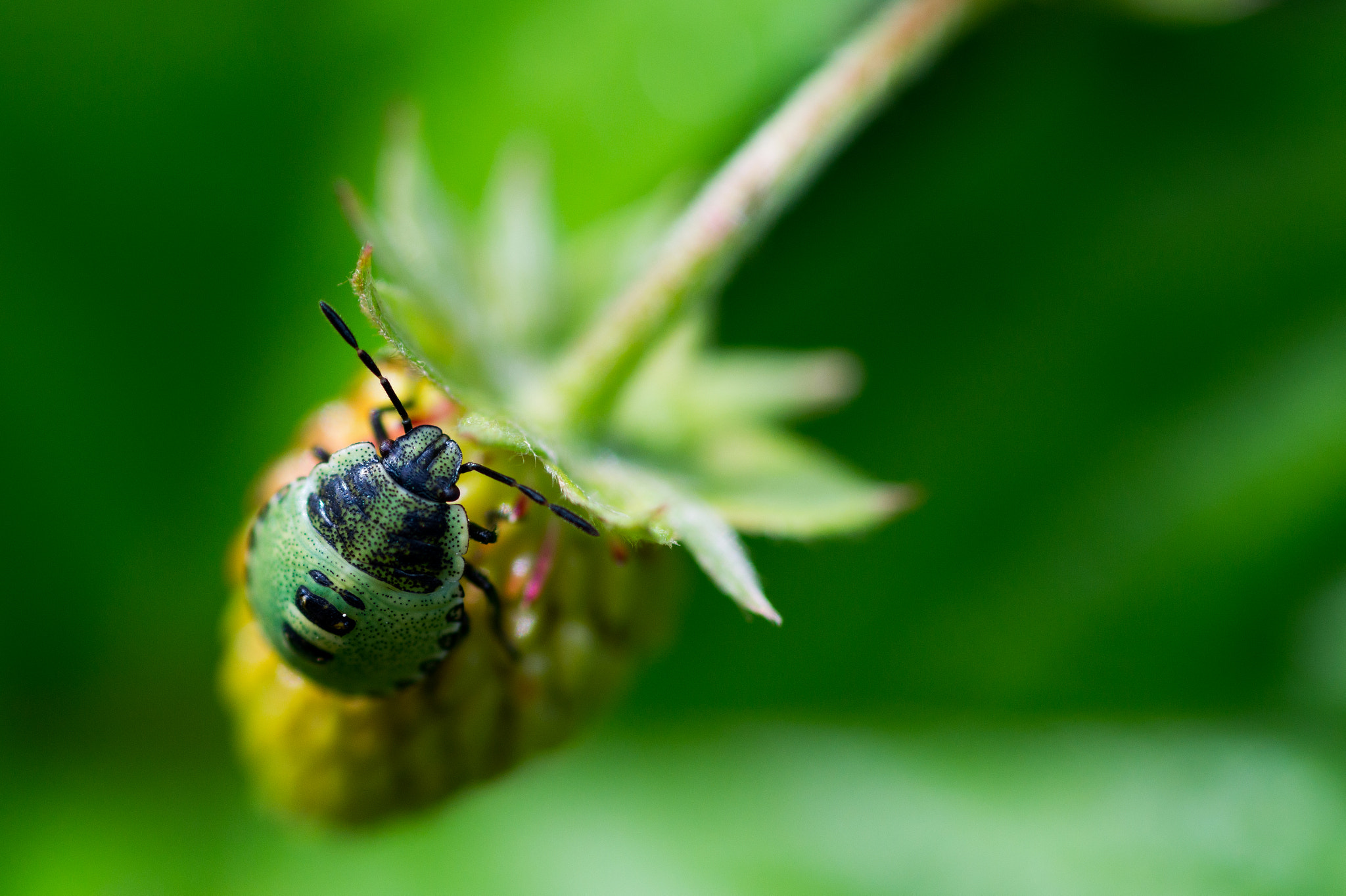 Sony SLT-A58 + Minolta AF 100mm F2.8 Macro [New] sample photo. Green shield bug on a strawberry photography