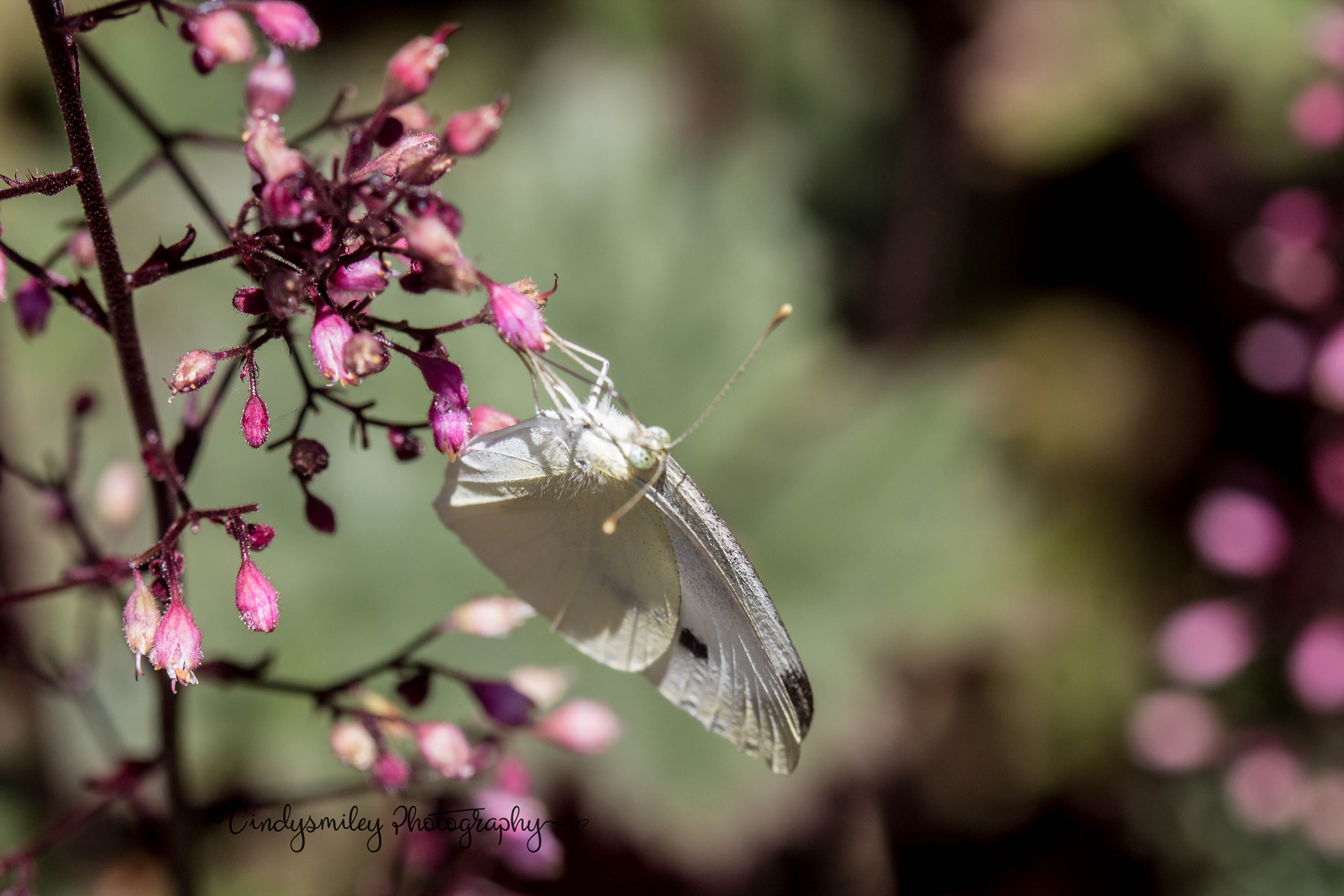 Canon EF 100mm F2.8 Macro USM sample photo. Butterfly of summer photography
