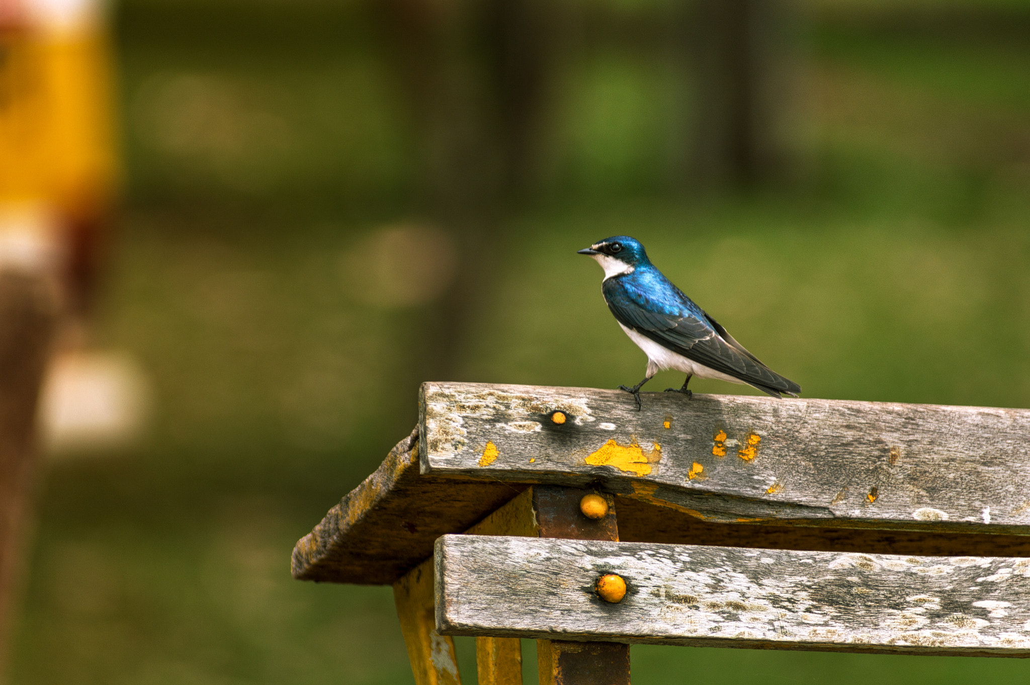 Sigma 70-300mm F4-5.6 DG Macro sample photo. Small and beautiful photography