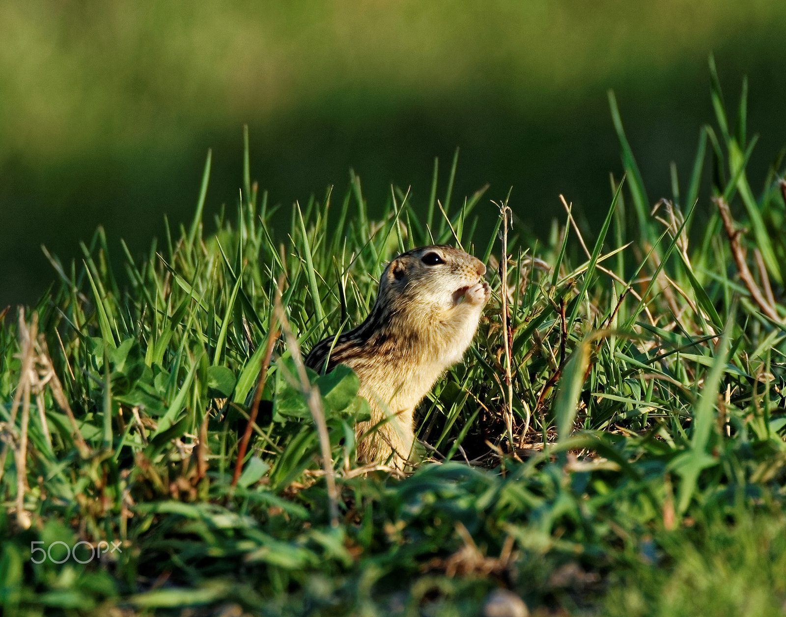 Tamron SP 150-600mm F5-6.3 Di VC USD sample photo. Thirteen-lined ground squirrel eating photography