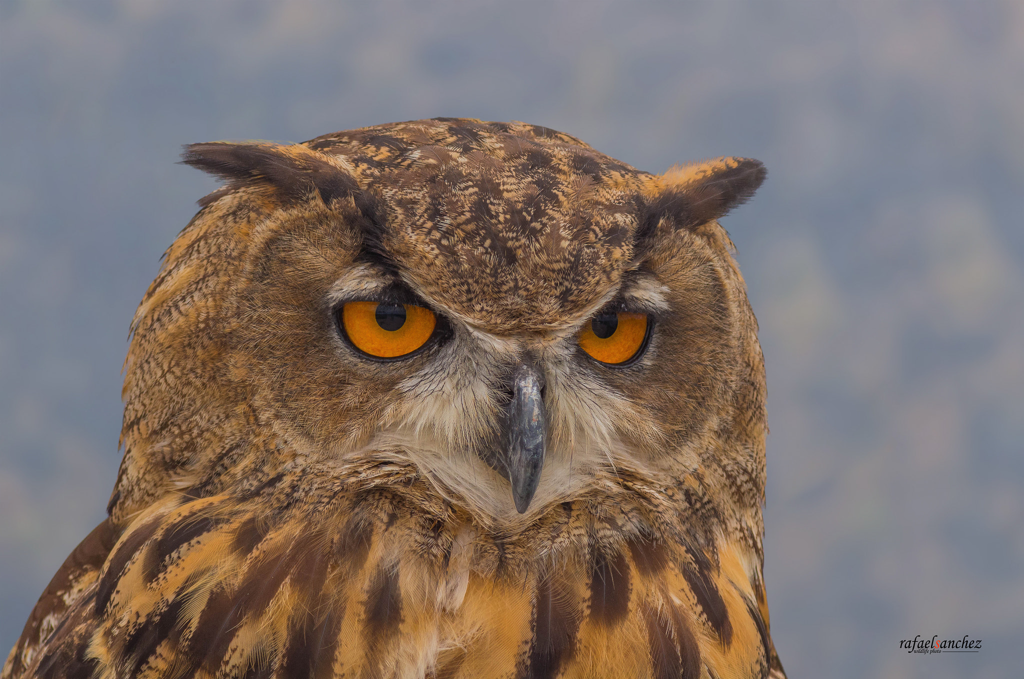 Canon EOS M + Canon EF 400mm F5.6L USM sample photo. Buzo real - eurasian eagle-owl photography