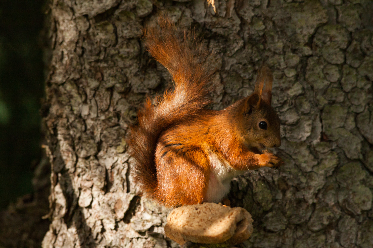 Sigma 150-500mm F5-6.3 DG OS HSM sample photo. Hungry squirrel photography