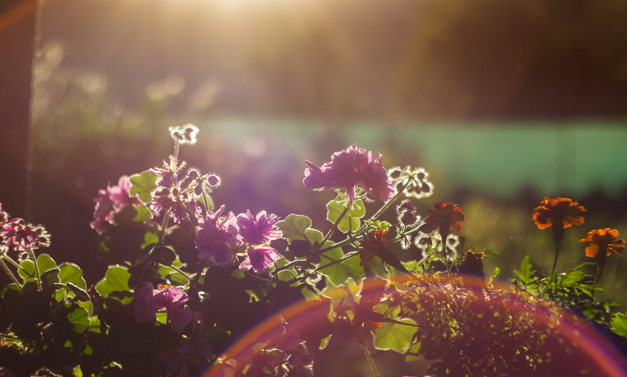 Canon EF 35-80mm f/4-5.6 sample photo. Pelargonium in the sunlight. photography