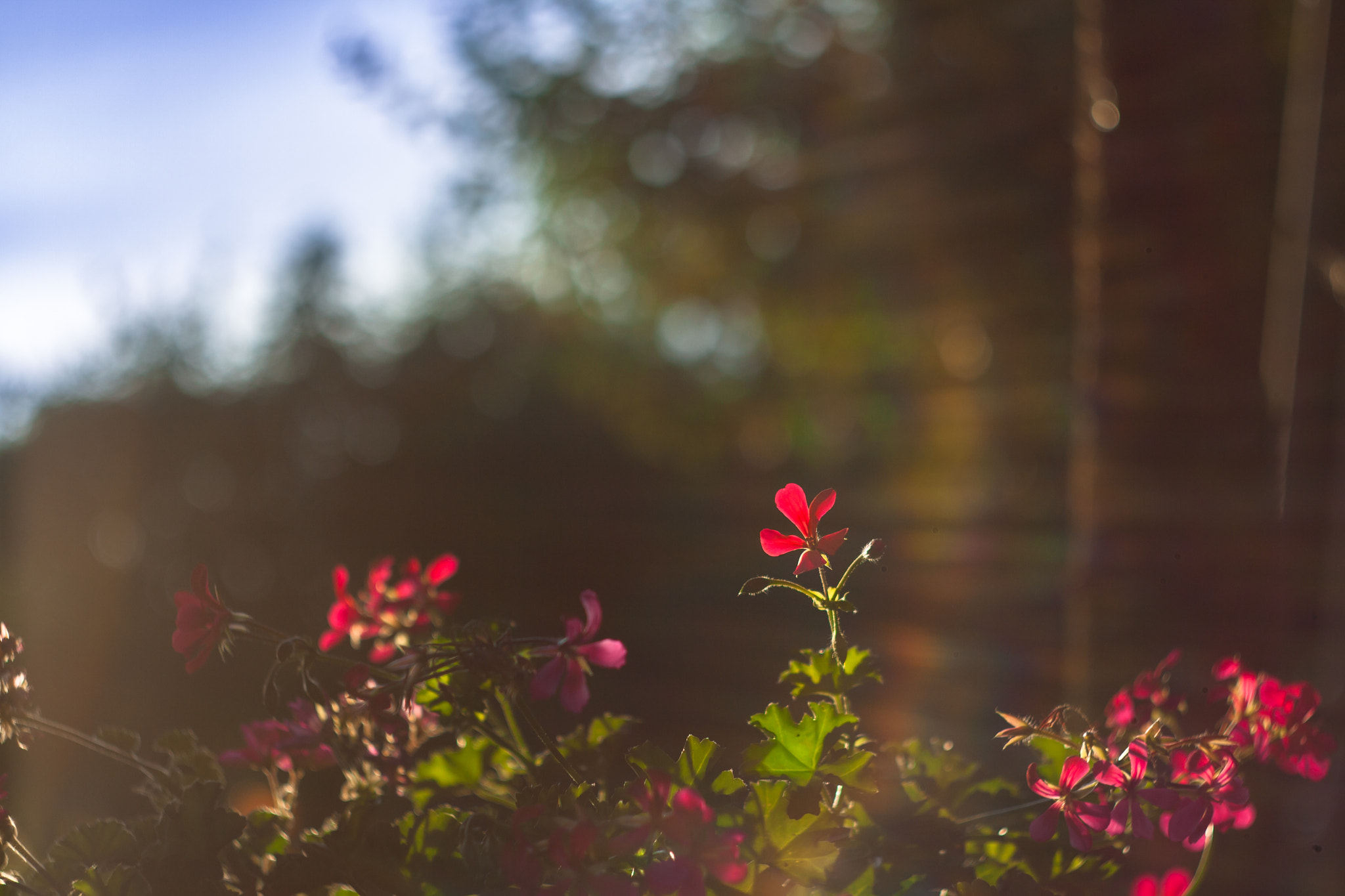Canon EF 35-80mm f/4-5.6 sample photo. Satisfied flowers photography