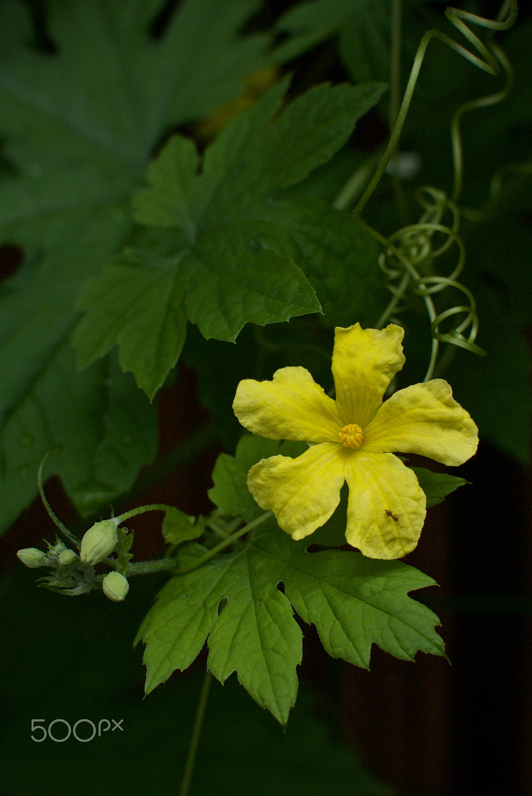 Nikon 1 J2 + Nikon 1 Nikkor 18.5mm F1.8 sample photo. Goya bloom and tiny ant photography