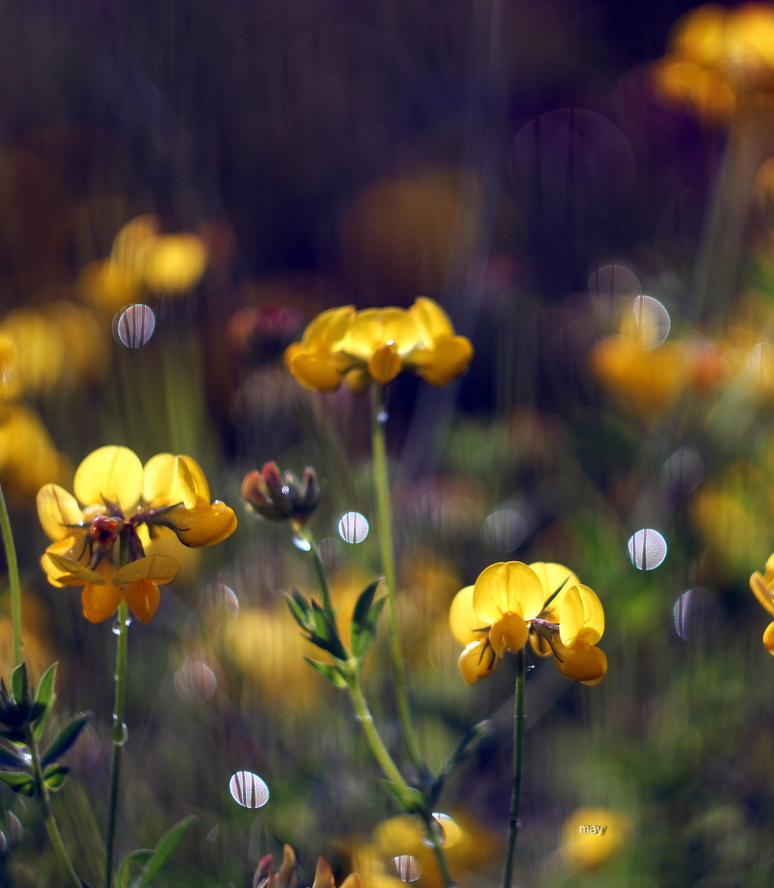 Sony SLT-A65 (SLT-A65V) + Minolta AF 50mm F1.7 sample photo. Wildflowers.. photography