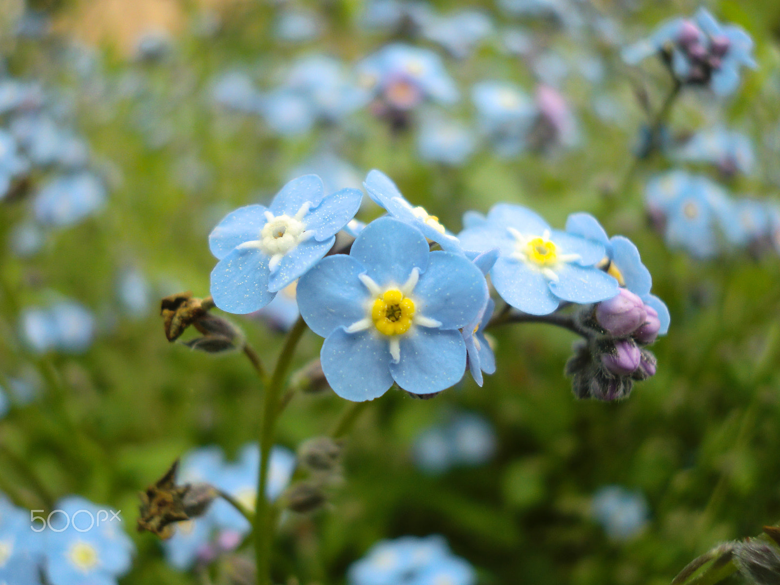 CASIO EX-Z550 sample photo. Forget me nots photography