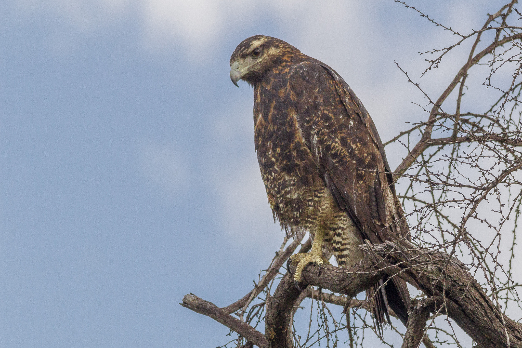 Sigma 150-500mm F5-6.3 DG OS HSM sample photo. Aguila photography