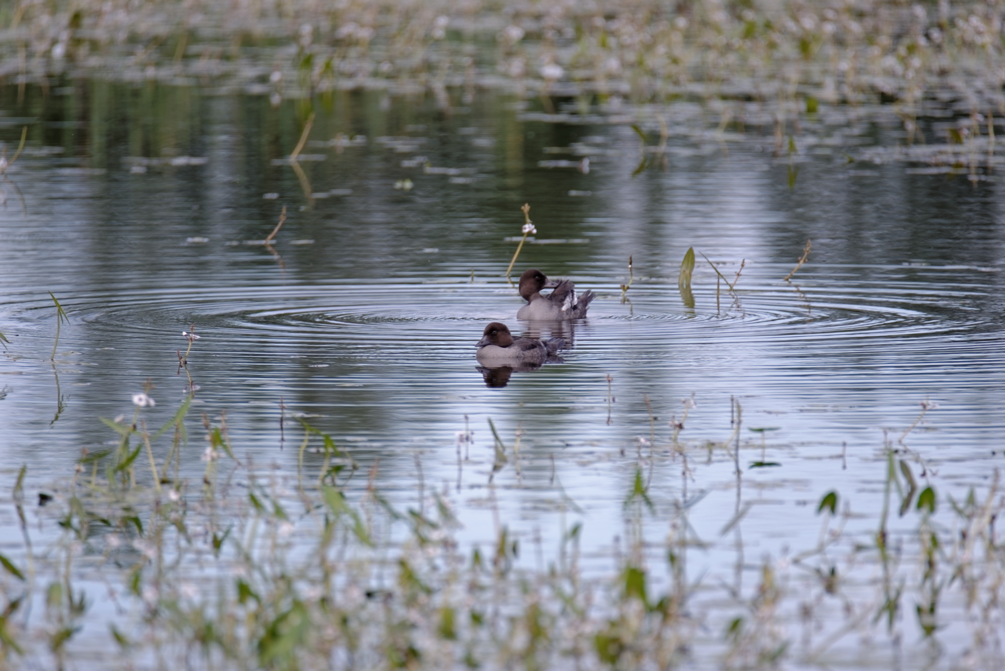 Nikon D600 sample photo. Birds photography