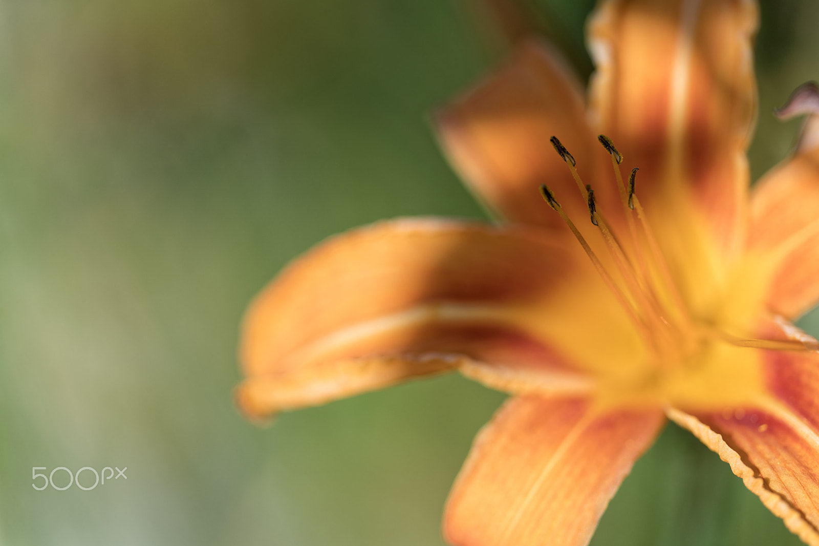 Sigma 150mm F2.8 EX DG OS Macro HSM sample photo. Orange photography
